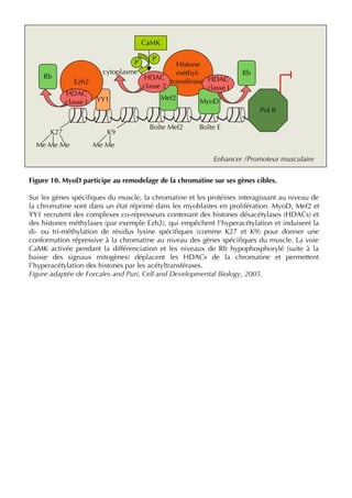 Figure 10. MyoD participe au remodelage de la chromatine sur ses gènes cibles.
Sur les gènes spéciﬁques du muscle, la chromatine et les protéines interagissant au niveau de
la chromatine sont dans un état réprimé dans les myoblastes en prolifération. MyoD, Mef2 et
YY1 recrutent des complexes co-répresseurs contenant des histones désacétylases (HDACs) et
des histones méthylases (par exemple Ezh2), qui empêchent l’hyperacétylation et induisent la
di- ou tri-méthylation de résidus lysine spéciﬁques (comme K27 et K9) pour donner une
conformation répressive à la chromatine au niveau des gènes spéciﬁques du muscle. La voie
CaMK activée pendant la différenciation et les niveaux de Rb hypophosphorylé (suite à la
baisse des signaux mitogènes) déplacent les HDACs de la chromatine et permettent
l’hyperacétylation des histones par les acétyltransférases.
Figure adaptée de Forcales and Puri, Cell and Developmental Biology, 2005.
YY1
Ezh2
Rb
HDAC
classe I
Rb
Histone
méthyl-
transférases
Mef2 MyoD
HDAC
classe 2
CaMK
PP
Pol II
Enhancer /Promoteur musculaire
HDAC
classe I
cytoplasme
K27
Me Me Me
K9
Me Me
Boîte Mef2 Boîte E
 