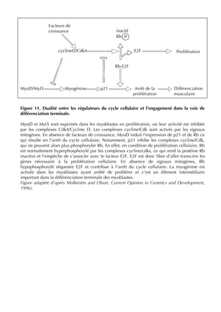 Figure 11. Dualité entre les régulateurs du cycle cellulaire et l’engagement dans la voie de
différenciation terminale.
MyoD et Myf5 sont exprimés dans les myoblastes en prolifération, où leur activité est inhibée
par les complexes Cdk4/Cycline D. Les complexes cycline/Cdk sont activés par les signaux
mitogènes. En absence de facteurs de croissance, MyoD induit l’expression de p21 et de Rb ce
qui résulte en l’arrêt du cycle cellulaire. Notamment, p21 inhibe les complexes cycline/Cdk,
qui ne peuvent alors plus phosphoryler Rb. En effet, en condition de prolifération cellulaire, Rb
est normalement hyperphosphorylé par les complexes cycline/cdks, ce qui rend la protéine Rb
inactive et l’empêche de s’associer avec le facteur E2F. E2F est donc libre d’aller transcrire les
gènes nécessaire à la prolifération cellulaire. En absence de signaux mitogènes, Rb
hypophosphorylé séquestre E2F et contribue à l’arrêt du cycle cellulaire. La myogénine est
activée dans les myoblastes ayant arrêté de proliférer et c’est un élément intermédiaire
important dans la différenciation terminale des myoblastes.
Figure adaptée d’après Molkentin and Olson, Current Opinion in Genetics and Development,
1996).
MyoD/Myf5 Myogénine p21 Arrêt de la
prolifération
Différenciation
musculaire
Rb-E2F
cyclineD/Cdk4 E2F Prolifération
Rb- P
inactif
Facteurs de
croissance
 