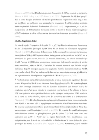 19
(Zhang et al, 1999b). MyoD induit directement l’expression de p21 au cours de la myogenèse
(Guo et al, 1995; Halevy et al, 1995; Parker et al, 1995). L’importance du rôle joué par p21
dans la sortie du cycle prolifératif est illustrée par le fait que l’expression forcée de p21 dans
les myoblastes est suffisante pour enclencher le programme de différenciation terminale,
même en présence de facteurs de croissance (Guo et al, 1995). L’expression de p21 et p57 est
indispensable à la différenciation musculaire comme le montre la double inactivation génique
p57:p21, qui donne le même phénotype que les souris inactivées pour la myogénine (Zhang et al,
1999b).
III.2.1.3 Régulation de Rb
En plus de réguler l’expression de la cycline D3 et p21, MyoD active directement l’expression
de Rb. Le mécanisme par lequel MyoD active Rb est distinct de sa fonction myogénique
(Martelli et al, 1994). L’activation de l’expression de Rb passe par le recrutement du facteur de
transcription CREB (cAMP-responsive element binding protein) qui reconnaît un site CRE sur le
promoteur du gène codant pour Rb. De manière intéressante, les auteurs montrent que
MyoD s’associe à CREB dans un complexe comprenant également les protéines à activité
acétyl-transférase, p300 et PCAF. Cependant les auteurs montrent que l’acivité acétyl-
transférase de p300 n’est pas requise pour augmenter l’activité transcriptionnelle de MyoD,
en revanche celle de PCAF est indispensable. Les auteurs notent également que MyoD se fixe
sur le promoteur de Rb uniquement en présence de CREB (Magenta et al, 2003).
À l’enclenchement de la différenciation terminale, la baisse massive des régulateurs du cycle
permet à la protéine Rb de rester dans une forme hypophosphorylée. Rb hypophosphorylé
peut alors interagir directement avec le domaine d’activation des facteurs E2Fs, les
empêchant ainsi d’agir pour stimuler la progression vers la phase S. Par ailleurs, le facteur
E2F voit également son expression diminuer et les myocytes surexprimant E2F1 n’arrivent
pas à sortir du cycle cellulaire, même dans des conditions favorables à la différenciation
(Wang et al, 1995). De plus, l’interaction de la protéine Rb dans sa forme hypophosphorylée
avec MyoD et les autres bHLH myogéniques est nécessaire à la différenciation musculaire.
Rb coopère notamment avec MyoD pour stimuler l’activité transcriptionnelle de Mef2 dans
les myoblastes en différenciation (Novitch et al, 1999). Rb va subir des modifications post-
traductionnelles comme sa phosphorylation par la cycline T2/Cdk9, mais aussi une
acétylation par p300 et PCAF sur sa région N-terminale. Ces modifications sont
indispensables pour la sortie du cycle cellulaire et l’induction de la transcription des gènes
spécifiques du muscle (Chan et al, 2001; Nguyen et al, 2004). Notamment, Rb va stimuler
 