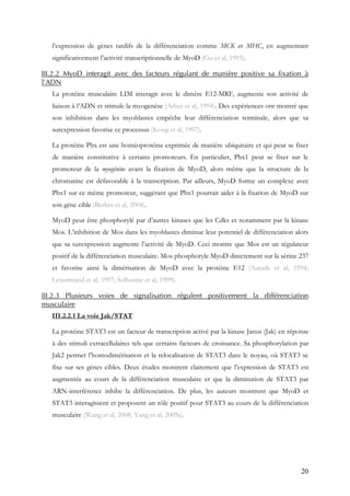20
l’expression de gènes tardifs de la différenciation comme MCK et MHC, en augmentant
significativement l’activité transcriptionnelle de MyoD (Gu et al, 1993).
III.2.2 MyoD interagit avec des facteurs régulant de manière positive sa fixation à
l’ADN
La protéine musculaire LIM interagit avec le dimère E12-MRF, augmente son activité de
liaison à l’ADN et stimule la myogenèse (Arber et al, 1994). Des expériences ont montré que
son inhibition dans les myoblastes empêche leur différenciation terminale, alors que sa
surexpression favorise ce processus (Kong et al, 1997).
La protéine Pbx est une homéoprotéine exprimée de manière ubiquitaire et qui peut se fixer
de manière constitutive à certains promoteurs. En particulier, Pbx1 peut se fixer sur le
promoteur de la myogénine avant la fixation de MyoD, alors même que la structure de la
chromatine est défavorable à la transcription. Par ailleurs, MyoD forme un complexe avec
Pbx1 sur ce même promoteur, suggérant que Pbx1 pourrait aider à la fixation de MyoD sur
son gène cible (Berkes et al, 2004).
MyoD peut être phosphorylé par d’autres kinases que les Cdks et notamment par la kinase
Mos. L’inhibition de Mos dans les myoblastes diminue leur potentiel de différenciation alors
que sa surexpression augmente l’activité de MyoD. Ceci montre que Mos est un régulateur
positif de la différenciation musculaire. Mos phosphoryle MyoD directement sur la sérine 237
et favorise ainsi la dimérisation de MyoD avec la protéine E12 (Aurade et al, 1994;
Lenormand et al, 1997; Solhonne et al, 1999).
III.2.3 Plusieurs voies de signalisation régulent positivement la différenciation
musculaire
III.2.2.1 La voie Jak/STAT
La protéine STAT3 est un facteur de transcription activé par la kinase Janus (Jak) en réponse
à des stimuli extracellulaires tels que certains facteurs de croissance. Sa phosphorylation par
Jak2 permet l’homodimérisation et la relocalisation de STAT3 dans le noyau, où STAT3 se
fixe sur ses gènes cibles. Deux études montrent clairement que l’expression de STAT3 est
augmentée au cours de la différenciation musculaire et que la diminution de STAT3 par
ARN-interférence inhibe la différenciation. De plus, les auteurs montrent que MyoD et
STAT3 interagissent et proposent un rôle positif pour STAT3 au cours de la différenciation
musculaire (Wang et al, 2008; Yang et al, 2009a).
 