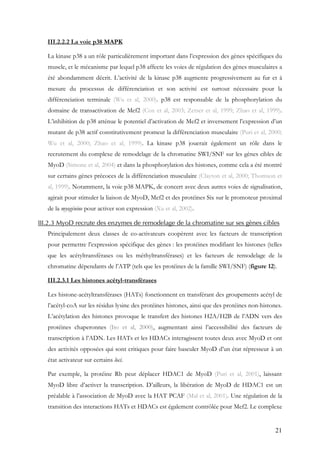 21
III.2.2.2 La voie p38 MAPK
La kinase p38 a un rôle particulièrement important dans l’expression des gènes spécifiques du
muscle, et le mécanisme par lequel p38 affecte les voies de régulation des gènes musculaires a
été abondamment décrit. L’activité de la kinase p38 augmente progressivement au fur et à
mesure du processus de différenciation et son activité est surtout nécessaire pour la
différenciation terminale (Wu et al, 2000). p38 est responsable de la phosphorylation du
domaine de transactivation de Mef2 (Cox et al, 2003; Zetser et al, 1999; Zhao et al, 1999).
L’inhibition de p38 atténue le potentiel d’activation de Mef2 et inversement l’expression d’un
mutant de p38 actif constitutivement promeut la différenciation musculaire (Puri et al, 2000;
Wu et al, 2000; Zhao et al, 1999). La kinase p38 jouerait également un rôle dans le
recrutement du complexe de remodelage de la chromatine SWI/SNF sur les gènes cibles de
MyoD (Simone et al, 2004) et dans la phosphorylation des histones, comme cela a été montré
sur certains gènes précoces de la différenciation musculaire (Clayton et al, 2000; Thomson et
al, 1999). Notamment, la voie p38 MAPK, de concert avec deux autres voies de signalisation,
agirait pour stimuler la liaison de MyoD, Mef2 et des protéines Six sur le promoteur proximal
de la myogénine pour activer son expression (Xu et al, 2002).
III.2.3 MyoD recrute des enzymes de remodelage de la chromatine sur ses gènes cibles
Principalement deux classes de co-activateurs coopèrent avec les facteurs de transcription
pour permettre l’expression spécifique des gènes : les protéines modifiant les histones (telles
que les acétyltransférases ou les méthyltransférases) et les facteurs de remodelage de la
chromatine dépendants de l’ATP (tels que les protéines de la famille SWI/SNF) (figure 12).
III.2.3.1 Les histones acétyl-transférases
Les histone-acétyltransférases (HATs) fonctionnent en transférant des groupements acétyl de
l’acétyl-coA sur les résidus lysine des protéines histones, ainsi que des protéines non-histones.
L’acétylation des histones provoque le transfert des histones H2A/H2B de l’ADN vers des
protéines chaperonnes (Ito et al, 2000), augmentant ainsi l’accessibilité des facteurs de
transcription à l’ADN. Les HATs et les HDACs interagissent toutes deux avec MyoD et ont
des activités opposées qui sont critiques pour faire basculer MyoD d’un état répresseur à un
état activateur sur certains loci.
Par exemple, la protéine Rb peut déplacer HDAC1 de MyoD (Puri et al, 2001), laissant
MyoD libre d’activer la transcription. D’ailleurs, la libération de MyoD de HDAC1 est un
préalable à l’association de MyoD avec la HAT PCAF (Mal et al, 2001). Une régulation de la
transition des interactions HATs et HDACs est également contrôlée pour Mef2. Le complexe
 