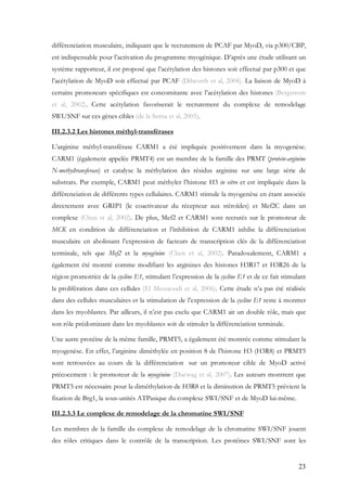 23
différenciation musculaire, indiquant que le recrutement de PCAF par MyoD, via p300/CBP,
est indispensable pour l’activation du programme myogénique. D’après une étude utilisant un
système rapporteur, il est proposé que l’acétylation des histones soit effectué par p300 et que
l’acétylation de MyoD soit effectué par PCAF (Dilworth et al, 2004). La liaison de MyoD à
certains promoteurs spécifiques est concomitante avec l’acétylation des histones (Bergstrom
et al, 2002). Cette acétylation favoriserait le recrutement du complexe de remodelage
SWI/SNF sur ces gènes cibles (de la Serna et al, 2005).
III.2.3.2 Les histones méthyl-transférases
L’arginine méthyl-transférase CARM1 a été impliquée positivement dans la myogenèse.
CARM1 (également appelée PRMT4) est un membre de la famille des PRMT (protein-arginine
N-methyltransferase) et catalyse la méthylation des résidus arginine sur une large série de
substrats. Par exemple, CARM1 peut méthyler l’histone H3 in vitro et est impliquée dans la
différenciation de différents types cellulaires. CARM1 stimule la myogenèse en étant associée
directement avec GRIP1 (le coactivateur du récepteur aux stéroïdes) et Mef2C dans un
complexe (Chen et al, 2002). De plus, Mef2 et CARM1 sont recrutés sur le promoteur de
MCK en condition de différenciation et l’inhibition de CARM1 inhibe la différenciation
musculaire en abolissant l’expression de facteurs de transcription clés de la différenciation
terminale, tels que Mef2 et la myogénine (Chen et al, 2002). Paradoxalement, CARM1 a
également été montré comme modifiant les arginines des histones H3R17 et H3R26 de la
région promotrice de la cycline E1, stimulant l’expression de la cycline E1 et de ce fait stimulant
la prolifération dans ces cellules (El Messaoudi et al, 2006). Cette étude n’a pas été réalisée
dans des cellules musculaires et la stimulation de l’expression de la cycline E1 reste à montrer
dans les myoblastes. Par ailleurs, il n’est pas exclu que CARM1 ait un double rôle, mais que
son rôle prédominant dans les myoblastes soit de stimuler la différenciation terminale.
Une autre protéine de la même famille, PRMT5, a également été montrée comme stimulant la
myogenèse. En effet, l’arginine diméthylée en position 8 de l’histone H3 (H3R8) et PRMT5
sont retrouvées au cours de la différenciation sur un promoteur cible de MyoD activé
précocement : le promoteur de la myogénine (Dacwag et al, 2007). Les auteurs montrent que
PRMT5 est nécessaire pour la diméthylation de H3R8 et la diminution de PRMT5 prévient la
fixation de Brg1, la sous-unités ATPasique du complexe SWI/SNF et de MyoD lui-même.
III.2.3.3 Le complexe de remodelage de la chromatine SWI/SNF
Les membres de la famille du complexe de remodelage de la chromatine SWI/SNF jouent
des rôles critiques dans le contrôle de la transcription. Les protéines SWI/SNF sont les
 