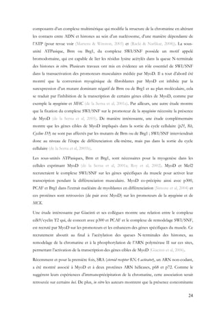 24
composants d’un complexe multimérique qui modifie la structure de la chromatine en altérant
les contacts entre ADN et histones au sein d’un nucléosome, d’une manière dépendante de
l’ATP (pour revue voir (Martens & Winston, 2003) et (Racki & Narlikar, 2008)). La sous-
unité ATPasique, Brm ou Brg1, du complexe SWI/SNF possède un motif appelé
bromodomaine, qui est capable de lier les résidus lysine acétylés dans la queue N-terminale
des histones in vitro. Plusieurs travaux ont mis en évidence un rôle essentiel de SWI/SNF
dans la transactivation des promoteurs musculaires médiée par MyoD. Il a tout d’abord été
montré que la conversion myogénique de fibroblastes par MyoD est inhibée par la
surexpression d’un mutant dominant négatif de Brm ou de Brg1 et au plan moléculaire, cela
se traduit par l’inhibition de la transcription de certains gènes cibles de MyoD, comme par
exemple la myogénine et MHC (de la Serna et al, 2001a). Par ailleurs, une autre étude montre
que la fixation du complexe SWI/SNF sur le promoteur de la myogénine nécessite la présence
de MyoD (de la Serna et al, 2005). De manière intéressante, une étude complémentaire
montre que les gènes cibles de MyoD impliqués dans la sortie du cycle cellulaire (p21, Rb,
Cycline D3) ne sont pas affectés par les mutants de Brm ou de Brg1 ; SWI/SNF interviendrait
donc au niveau de l’étape de différenciation elle-même, mais pas dans la sortie du cycle
cellulaire (de la Serna et al, 2001b).
Les sous-unités ATPasiques, Brm et Brg1, sont nécessaires pour la myogenèse dans les
cellules exprimant MyoD (de la Serna et al, 2001a; Roy et al, 2002). MyoD et Mef2
recruteraient le complexe SWI/SNF sur les gènes spécifiques du muscle pour activer leur
transcription pendant la différenciation musculaire. MyoD co-précipite ainsi avec p300,
PCAF et Brg1 dans l’extrait nucléaire de myoblastes en différenciation (Simone et al, 2004) et
ces protéines sont retrouvées (de pair avec MyoD) sur les promoteurs de la myogénine et de
MCK.
Une étude intéressante par Giacinti et ses collègues montre une relation entre le complexe
cdk9/cyclin T2 qui, de concert avec p300 et PCAF et le complexe de remodelage SWI/SNF,
est recruté par MyoD sur les promoteurs et les enhancers des gènes spécifiques du muscle. Ce
recrutement aboutit au final à l’acétylation des queues N-terminales des histones, au
remodelage de la chromatine et à la phosphorylation de l’ARN polymérase II sur ces sites,
permettant l’activation de la transcription des gènes cibles de MyoD (Giacinti et al, 2006).
Récemment et pour la première fois, SRA (steroid receptor RNA activator), un ARN non-codant,
a été montré associé à MyoD et à deux protéines ARN hélicases, p68 et p72. Comme le
suggèrent leurs expériences d’immunoprécipitation de la chromatine, cette association serait
retrouvée sur certains loci. De plus, in vitro les auteurs montrent que la présence concomitante
 