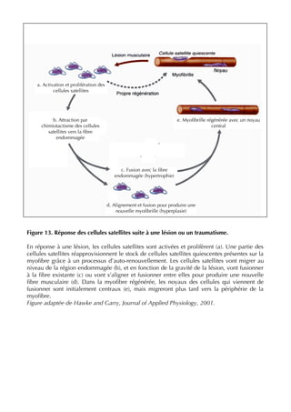 Figure 13. Réponse des cellules satellites suite à une lésion ou un traumatisme.
En réponse à une lésion, les cellules satellites sont activées et prolifèrent (a). Une partie des
cellules satellites réapprovisionnent le stock de cellules satellites quiescentes présentes sur la
myoﬁbre grâce à un processus d’auto-renouvellement. Les cellules satellites vont migrer au
niveau de la région endommagée (b), et en fonction de la gravité de la lésion, vont fusionner
à la ﬁbre existante (c) ou vont s’aligner et fusionner entre elles pour produire une nouvelle
ﬁbre musculaire (d). Dans la myoﬁbre régénérée, les noyaux des cellules qui viennent de
fusionner sont initialement centraux (e), mais migreront plus tard vers la périphérie de la
myoﬁbre.
Figure adaptée de Hawke and Garry, Journal of Applied Physiology, 2001.
a. Activation et prolifération des
cellules satellites
b. Attraction par
chimiotactisme des cellules
satellites vers la ﬁbre
endommagée
c. Fusion avec la ﬁbre
endommagée (hypertrophie)
d. Alignement et fusion pour produire une
nouvelle myoﬁbrille (hyperplasie)
e. Myoﬁbrille régénérée avec un noyau
central
 