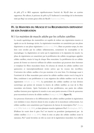 25
de p68, p72 et SRA augmente significativement l’activité de MyoD dans un système
rapporteur. Par ailleurs, la présence de p68 et p72 faciliterait le remodelage de la chromatine
initié par Brg1 sur certains gènes cibles de MyoD (Caretti et al, 2006).
IV. LE MAINTIEN DU MUSCLE ET SA REGENERATION DEPENDENT
DE SON INNERVATION
IV.1 Le maintien de muscle adulte par les cellules satellites
Le muscle squelettique des mammifères est capable de réaliser une régénération massive et
rapide en cas de dommage sévère. La régénération musculaire est caractérisée par une phase
dégénérative et une phase régénérative (Lecker et al, 2004). Dans un premier temps, les sites
lésés sont envahis par les cellules inflammatoires, notamment les neutrophiles et les
macrophages. La dégénération est suivie par la régénération et la réparation du muscle. La
phase de régénération est caractérisée par la prolifération des cellules myogéniques appelées
cellules satellites, situées le long de chaque fibre musculaire. La prolifération de ces cellules
permet de former un réservoir suffisant de cellules musculaires qui pourront alors fusionner
et remplacer les fibres musculaires lésées. En absence de stimuli, les cellules satellites sont
quiescentes et transcriptionnellement moins actives que les noyaux des myofibres.
L’activation des cellules satellites n’est pas restreinte à la zone lésée. Un dommage causé à
l’extrémité de la fibre musculaire peut activer les cellules satellites situées tout le long de la
fibre, conduisant à une prolifération et à une migration des cellules satellites vers le site de
régénération (Schultz et al, 1985). La particularité des cellules satellites est leur division
asymétrique qui permet de restaurer la réserve de cellules satellites au tour de la fibre
musculaire néo-formée. Après l’activation de leur prolifération, une partie des cellules
satellites fusionne pour régénérer le muscle et une autre partie retourne à l’état de quiescence
pour reconstituer la réserve de cellules satellites (Kuang et al, 2008) (figure 13).
Les processus d’activation et de différenciation des cellules satellites pendant la régénération
sont similaires à ceux observés durant la mise en place de la musculature embryonnaire. Les
cellules satellites sont caractérisées par l’expression du facteur de transcription Pax7 (Kuang
et al, 2006; Seale et al, 2000), et dans plusieurs muscles également Pax3 (Buckingham, 2007).
D’ailleurs les souris dont le gène Pax7 est inactivé ne possèdent (pratiquement) pas de
cellules satellites (Seale et al, 2000). Outre la mise en place des cellules satellites avant la
naissance, Pax7 aurait lui-même un rôle au cours de la régénération musculaire. Les cellules
 