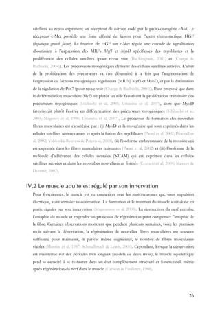26
satellites au repos expriment un récepteur de surface codé par le proto-oncogène c-Met. Le
récepteur c-Met possède une forte affinité de liaison pour l’agent chimiotactique HGF
(hepatocyte growth factor). La fixation de HGF sur c-Met régule une cascade de signalisation
aboutissant à l’expression des MRFs Myf5 et MyoD spécifiques des myoblastes et la
prolifération des cellules satellites (pour revue voir (Buckingham, 2001) et (Charge &
Rudnicki, 2004)). Les précurseurs myogéniques dérivent des cellules satellites activées. L’arrêt
de la prolifération des précurseurs va être déterminé à la fois par l’augmentation de
l’expression de facteurs myogéniques régulateurs (MRFs) Myf5 et MyoD, et par la diminution
de la régulation de Pax7 (pour revue voir (Charge & Rudnicki, 2004)). Il est proposé que dans
la différenciation musculaire Myf5 ait plutôt un rôle favorisant la prolifération transitoire des
précurseurs myogéniques (Ishibashi et al, 2005; Ustanina et al, 2007), alors que MyoD
favoriserait plutôt l’entrée en différenciation des précurseurs myogéniques (Ishibashi et al,
2005; Megeney et al, 1996; Ustanina et al, 2007). Le processus de formation des nouvelles
fibres musculaires est caractérisé par : (i) MyoD et la myogénine qui sont exprimés dans les
cellules satellites activées avant et après la fusion des myoblastes (Paoni et al, 2002; Pownall et
al, 2002; Yablonka-Reuveni & Paterson, 2001), (ii) l’isoforme embryonnaire de la myosine qui
est exprimée dans les fibres musculaires naissantes (Paoni et al, 2002) et (iii) l’isoforme de la
molécule d’adhérence des cellules neurales (NCAM) qui est exprimée dans les cellules
satellites activées et dans les myotubes nouvellement formés (Crameri et al, 2004; Mesires &
Doumit, 2002).
IV.2 Le muscle adulte est régulé par son innervation
Pour fonctionner, le muscle est en connexion avec les motoneurones qui, sous impulsion
électrique, vont stimuler sa contraction. La formation et le maintien du muscle sont donc en
partie régulés par son innervation (Magnusson et al, 2005). La destruction du nerf entraîne
l’atrophie du muscle et engendre un processus de régénération pour compenser l’atrophie de
la fibre. Certaines observations montrent que pendant plusieurs semaines, voire les premiers
mois suivant la dénervation, la régénération de nouvelles fibres musculaires est souvent
suffisante pour maintenir, et parfois même augmenter, le nombre de fibres musculaires
viables (Mussini et al, 1987; Schmalbruch & Lewis, 2000). Cependant, lorsque la dénervation
est maintenue sur des périodes très longues (au-delà de deux mois), le muscle squelettique
perd sa capacité à se restaurer dans un état complètement structuré et fonctionnel, même
après régénération du nerf dans le muscle (Carlson & Faulkner, 1988).
 