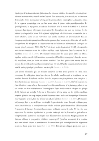 27
La réponse à la dénervation est biphasique. La réponse initiale a lieu dans les premiers jours
suivants la dénervation, avant la mort d’aucune fibre musculaire, et se traduit par la formation
de nouvelles fibres musculaires, le long des fibres musculaires en atrophie. La deuxième phase
de la réponse myogénique n’a pas lieu avant deux à quatre mois post-dénervation. Ici
spécifiquement, la myogenèse se déroule de concert avec la mort de la fibre et la perte de
myocytes. Les signaux nécessaires pour activer les deux phases ne sont pas connus. Il a été
montré que la première phase de la réponse myogénique à la dénervation ne nécessite pas la
mort cellulaire. Dans ce cas l’activation des cellules satellites est probablement due aux
changements physiologiques immédiat qui se passent dans les myocytes dénervés, tels que les
changements des récepteurs à l’acétylcholine et les facteurs de transcription classiques du
muscle (MyoD, myogénine, Myf5, MRF4). Trois jours après dénervation, MyoD est exprimé à
son niveau maximum dans les cellules satellites, mais également dans les noyaux de la
myofibre (Ishido et al, 2004). De manière intéressante, les deux gènes cibles de MyoD
régulant positivement la différenciation musculaire, p21 et Rb, sont exprimés dans les noyaux
des myofibres, mais pas dans les cellules satellites. Ces deux gènes sont activés dans les
noyaux des myofibres lorsqu’elles sont dénervées. En fait, p21 et Rb auraient dans la myofibre
un rôle anti-apoptotique pour limiter son atrophie (Ishido et al, 2004).
Des études montrent que les muscles dénervés au-delà d’une période de deux mois
présentent des altérations dans leur réserve de cellules satellites qui se traduisent par un
nombre diminué de cellules satellites dont les noyaux sont plus petits et plus compacts et
dont l’activation est diminuée (Kujawa et al, 2004; Kujawa et al, 2005). Il n’est toujours pas
clair si la dénervation affecte directement les cellules satellites ou si le phénotype observé sur
ces cellules est dû à la libération de facteurs par les fibres musculaires en atrophie. Le groupe
de B. Carlson qui a étudié l’effet de la dénervation à long terme sur les cellules satellites,
propose qu’après une trop longue période de dénervation, la réponse myogénique démesurée
pour régénérer la fibre, finit par épuiser les cellules satellites (Borisov et al, 2005). De manière
intéressante, Batt et ses collègues ont étudié l’expression des gènes du cycle cellulaire pour
suivre l’activation de la prolifération des cellules activées après dénervation. Effectivement,
l’expression de facteurs favorisant la croissance cellulaire comme la cycline D1 ou c-Jun sont
augmentés de manière significative le premier mois qui suit la dénervation, puis chutent
complètement à leur niveau basal après trois de dénervation du muscle. Réciproquement, des
facteurs inhibant la progression cellulaire, comme p107 (protéine apparentée à la protéine
Rb), sont inhibés suivant le premier mois de dénervation puis leur expression est augmentée
au niveau basal après trois mois (Batt et al, 2005). Batt et ses collègues proposent que ce
 