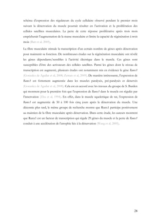28
schéma d’expression des régulateurs du cycle cellulaire observé pendant le premier mois
suivant la dénervation du muscle pourrait résulter en l’activation et la prolifération des
cellules satellites musculaires. La perte de cette réponse proliférative après trois mois
empêcherait l’augmentation de la masse musculaire et limite la capacité de régénération à trois
mois (Batt et al, 2005).
La fibre musculaire stimule la transcription d’un certain nombre de gènes après dénervation
pour maintenir sa fonction. De nombreuses études sur la régénération musculaire ont révélé
les gènes dépendants/sensibles à l’activité électrique dans le muscle. Ces gènes sont
susceptibles d’être des activateurs des cellules satellites. Parmi les gènes dont le niveau de
transcription est augmenté, plusieurs études ont notamment mis en évidence le gène Runx1
(Gonzalez de Aguilar et al, 2008; Zeman et al, 2009). De manière intéressante, l’expression de
Runx1 est fortement augmentée dans les muscles paralysés, pré-paralysés et dénervés
(Gonzalez de Aguilar et al, 2008). Cela est en accord avec les travaux du groupe de S. Burden
qui montrent pour la première fois que l’expression de Runx1 dans le muscle est régulée par
l’innervation (Zhu et al, 1994). En effet, dans le muscle squelettique de rat, l’expression de
Runx1 est augmentée de 50 à 100 fois cinq jours après la dénervation du muscle. Une
décennie plus tard, le même groupe de recherche montre que Runx1 participe positivement
au maintien de la fibre musculaire après dénervation. Dans cette étude, les auteurs montrent
que Runx1 est un facteur de transcription qui régule 29 gènes du muscle et la perte de Runx1
conduit à une accélération de l’atrophie liée à la dénervation (Wang et al, 2005).
 