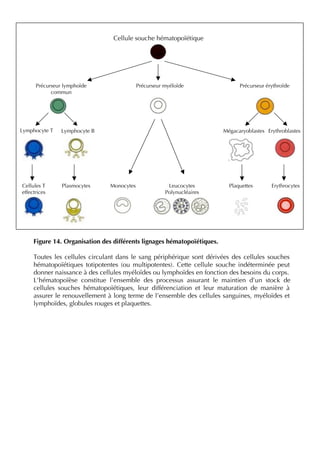 Figure 14. Organisation des différents lignages hématopoïétiques.
Toutes les cellules circulant dans le sang périphérique sont dérivées des cellules souches
hématopoïétiques totipotentes (ou multipotentes). Cette cellule souche indéterminée peut
donner naissance à des cellules myéloïdes ou lymphoïdes en fonction des besoins du corps.
L’hématopoïèse constitue l’ensemble des processus assurant le maintien d’un stock de
cellules souches hématopoïétiques, leur différenciation et leur maturation de manière à
assurer le renouvellement à long terme de l’ensemble des cellules sanguines, myéloïdes et
lymphoïdes, globules rouges et plaquettes.
Précurseur lymphoïde
commun
Précurseur myéloïde
ErythroblastesMégacaryoblastes
ErythrocytesPlaquettesMonocytes
Lymphocyte T Lymphocyte B
Leucocytes
Polynucléaires
Précurseur érythroïde
PlasmocytesCellules T
effectrices
Cellule souche hématopoïétique
 