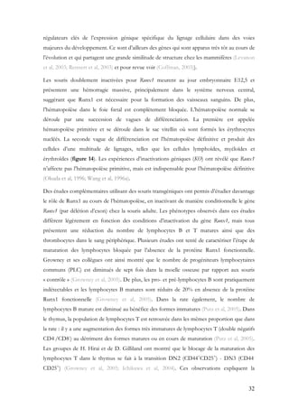 32
régulateurs clés de l’expression génique spécifique du lignage cellulaire dans des voies
majeures du développement. Ce sont d’ailleurs des gènes qui sont apparus très tôt au cours de
l’évolution et qui partagent une grande similitude de structure chez les mammifères (Levanon
et al, 2003; Rennert et al, 2003) et pour revue voir (Coffman, 2003)).
Les souris doublement inactivées pour Runx1 meurent au jour embryonnaire E12,5 et
présentent une hémorragie massive, principalement dans le système nerveux central,
suggérant que Runx1 est nécessaire pour la formation des vaisseaux sanguins. De plus,
l’hématopoïèse dans le foie fœtal est complètement bloquée. L’hématopoïèse normale se
déroule par une succession de vagues de différenciation. La première est appelée
hématopoïèse primitive et se déroule dans le sac vitellin où sont formés les érythrocytes
nucléés. La seconde vague de différenciation est l’hématopoïèse définitive et produit des
cellules d’une multitude de lignages, telles que les cellules lymphoïdes, myéloïdes et
érythroïdes (figure 14). Les expériences d’inactivations géniques (KO) ont révélé que Runx1
n’affecte pas l’hématopoïèse primitive, mais est indispensable pour l’hématopoïèse définitive
(Okuda et al, 1996; Wang et al, 1996a).
Des études complémentaires utilisant des souris transgéniques ont permis d’étudier davantage
le rôle de Runx1 au cours de l’hématopoïèse, en inactivant de manière conditionnelle le gène
Runx1 (par délétion d’exon) chez la souris adulte. Les phénotypes observés dans ces études
diffèrent légèrement en fonction des conditions d’inactivation du gène Runx1, mais tous
présentent une réduction du nombre de lymphocytes B et T matures ainsi que des
thrombocytes dans le sang périphérique. Plusieurs études ont tenté de caractériser l’étape de
maturation des lymphocytes bloquée par l’absence de la protéine Runx1 fonctionnelle.
Growney et ses collègues ont ainsi montré que le nombre de progéniteurs lymphocytaires
communs (PLC) est diminués de sept fois dans la moelle osseuse par rapport aux souris
« contrôle » (Growney et al, 2005). De plus, les pro- et pré-lymphocytes B sont pratiquement
indétectables et les lymphocytes B matures sont réduits de 20% en absence de la protéine
Runx1 fonctionnelle (Growney et al, 2005). Dans la rate également, le nombre de
lymphocytes B mature est diminué au bénéfice des formes immatures (Putz et al, 2005). Dans
le thymus, la population de lymphocytes T est retrouvée dans les mêmes proportion que dans
la rate : il y a une augmentation des formes très immatures de lymphocytes T (double négatifs
CD4-
/CD8-
) au détriment des formes matures ou en cours de maturation (Putz et al, 2005).
Les groupes de H. Hirai et de D. Gilliland ont montré que le blocage de la maturation des
lymphocytes T dans le thymus se fait à la transition DN2 (CD44+
CD25+
) - DN3 (CD44-
CD25+
) (Growney et al, 2005; Ichikawa et al, 2004). Ces observations expliquent la
 