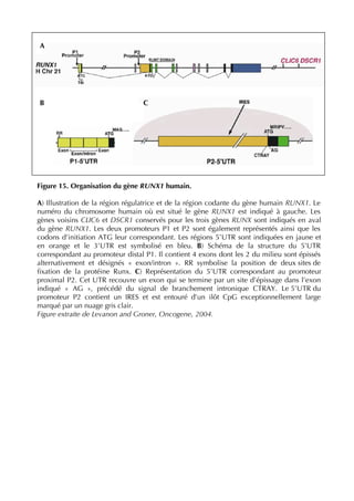 Figure 15. Organisation du gène RUNX1 humain.
A) Illustration de la région régulatrice et de la région codante du gène humain RUNX1. Le
numéro du chromosome humain où est situé le gène RUNX1 est indiqué à gauche. Les
gènes voisins CLIC6 et DSCR1 conservés pour les trois gènes RUNX sont indiqués en aval
du gène RUNX1. Les deux promoteurs P1 et P2 sont également représentés ainsi que les
codons d’initiation ATG leur correspondant. Les régions 5’UTR sont indiquées en jaune et
en orange et le 3’UTR est symbolisé en bleu. B) Schéma de la structure du 5’UTR
correspondant au promoteur distal P1. Il contient 4 exons dont les 2 du milieu sont épissés
alternativement et désignés «  exon/intron  ». RR symbolise la position de deux sites de
ﬁxation de la protéine Runx. C) Représentation du 5’UTR correspondant au promoteur
proximal P2. Cet UTR recouvre un exon qui se termine par un site d’épissage dans l’exon
indiqué «  AG  », précédé du signal de branchement intronique CTRAY. Le 5’UTR du
promoteur P2 contient un IRES et est entouré d’un ilôt CpG exceptionnellement large
marqué par un nuage gris clair.
Figure extraite de Levanon and Groner, Oncogene, 2004.
A
B C
 