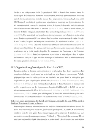 34
Satake et ses collègues ont étudié l’expression de CBFb et Runx1 dans plusieurs tissus de
souris âgées de quatre mois. Parmi les tissus observés, Runx1 est particulièrement abondant
dans le thymus et dans une moindre mesure dans les poumons. En revanche, la sous-unité
CBFβ apparaît exprimée de manière quasi ubiquitaire en montrant une bonne détection de
ses transcrits dans le cerveau, les poumons, le cœur, le thymus, le foie et les testicules, et dans
une moindre mesure dans la rate et les reins (Satake et al, 1995). Chez les souris adultes, le
transcrit de CBFb est également abondant dans le muscle squelettique (Chiba et al, 1997; Zhu
et al, 1994). Une autre étude sur les embryons de souris montre, par hybridation in situ, qu’au
cours du développement CBFb est présent dans le système nerveux central, la racine dorsale,
le nerf crânien, les yeux, les bourgeons des membres, les somites et les côtes (Adya et al,
2000; Wang et al, 1996b). Une autre étude sur des embryons de souris montre que Runx1 est
détecté dans l’épithélium des glandes salivaires, des bronches, des muqueuses olfactives et
respiratoires de la cavité nasale, du palais, des muqueuses de l’œsophage et de l’estomac
(Levanon et al, 2001a). Runx1 est également trouvé dans le mésenchyme, dans la région
vacuolaire du cœur, de la ligne médiane thoracique et abdominale, dans le stroma ovarien et
les parties génitrices extérieures (Levanon et al, 2001a).
II.2 Organisation génomique de Runx1 et CBFb
Les gènes codant le domaine runt sont retrouvés en phylogénie dans divers organismes. Les
organismes inférieurs contiennent une seule copie du gène Runx et en remontant l’échelle
phylogénétique vers les arthropodes et les vertébrés, les gènes Runx se multiplient par
duplication du gène original (pour revues voir (Rennert et al, 2003; Robertson et al, 2009;
Sullivan et al, 2008)). Les trois protéines Runx1, Runx2 et Runx3 humaines et murines sont
codées respectivement sur les chromosomes humains 21q22.2, 6p21 et 1p36.1 ou sur les
chromosomes murins 16, 17 et 4 (Avraham et al, 1995; Bae et al, 1995; Calabi et al, 1995;
Levanon et al, 1994). L’unique gène codant pour CBFb chez les mammifères est porté sur le
chromosome 16q22 chez l’homme ou sur le chromosome 8 chez la souris (Adya et al, 2000).
II.2.1 Les deux promoteurs de Runx1 et l’épissage alternatif de son ARNm sont à
l’origine de ses nombreuses isoformes
Les trois gènes Runx de mammifères ont une structure très conservée qui s’étend au-delà du
locus Runx lui-même pour inclure les gènes voisins paralogues CLIC et DSCR. Les éléments
similaires entre les trois gènes Runx incluent également les éléments de régulation de leur
expression, comme leurs deux promoteurs P1 (distal) et P2 (proximal). Le promoteur P2 est
situé dans un grand îlot CpG, contrairement au promoteur P1. En revanche, une autre région
 