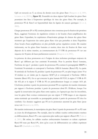 35
CpG est rerouvée en 3’, au niveau du dernier exon des gènes Runx (Bangsow et al, 2001;
Levanon et al, 2001b), (figure 15). Ensemble ces deux régions CpG bordant les gènes Runx
pourraient être liées à l’expression spécifique de tissu des gènes Runx. Par exemple, le
promoteur P2 de Runx3 est hyperméthylé dans les lignées de cancers gastriques (Li et al,
2002).
Chaque promoteur (P1 et P2) contient plusieurs sites consensus pour la fixation des protéines
Runx, suggérant l’existence de régulations croisées et de boucles d’auto-amplification des
gènes Runx. Cependant, les expériences d’inactivation génique de chacun des gènes Runx
montrent que l’expression des autres gènes Runx n’est pas perturbée et donc l’hypothèse
d’une boucle d’auto-amplification est plus probable qu’une régulation croisée. De manière
intéressante, sur les gènes Runx humains et murins, deux sites de fixation de Runx sont
disposés de la même manière, au commencement du 5’ UTR du promoteur P1 sur une
séquence de 18 paires de bases parfaitement conservée (Bangsow et al, 2001).
La présence de deux promoteurs est à l’origine de deux isoformes protéiques majeures de
Runx1 qui diffèrent par leur extrémité N-terminale. Pour la protéine Runx1 humaine,
l’isoforme de type I produite à partir du promoteur P2, contient le pentapeptide MRIPV à
l’extrémité N-terminale et correspond à l’isoforme AML1b humaine (Runx1-P2). La partie
N-terminale de l’isoforme II, produite à partir du promoteur P1, est plus longue (entre 19 et
32 résidus) et, est initiée par la séquence MASN
/DS et correspond à l’isoforme AML1c
humaine (Runx1-P1). En ce qui concerne le gène humain RUNX1, la région 5’ UTR de P1
fait 452 pb et la région 5’ UTR de P2 est particulièrement longue et compte 1631 pb.
L’isoforme produite à partir du promoteur proximal P2 est exprimée de manière dominante
par rapport à l’isoforme produite à partir du promoteur distal P1. D’ailleurs, lorsque l’on
regarde la conservation des gènes Runx entre espèces, on s’aperçoit que chez les invertébrés,
tous les gènes Runx connus commencent par une région 5’ UTR longue et une séquence
amino-terminale qui ressemble au pentapeptide produit à partir du promoteur P2 chez les
vertébrés. Ces données suggèrent que P2 est le promoteur ancestral du gène Runx (pour
revue voir (Rennert et al, 2003).
De manière intéressante, la transcription du gène Runx1 à partir du promoteur P1 ou P2 varie
au cours du développement. Par exemple, dans les cellules souches embryonnaires murines
en différenciation, Runx1-P1 a une expression plus tardive par rapport à Runx1-P2 (Fujita et
al, 2001). De même, les cellules souches embryonnaires humaines en culture expriment
Runx1-P2 mais pas Runx1-P1, alors qu’en cours de différenciation ces cellules expriment
Runx1-P1 (Zambidis et al, 2005).
 