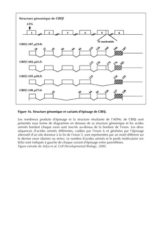 Figure 16. Structure génomique et variants d’épissage de CBFβ.
Les nombreux produits d’épissage et la structure résultante de l’ADNc de CBFβ sont
présentés sous forme de diagramme en dessous de sa structure génomique et les acides
aminés bordant chaque exon sont inscrits au-dessus de la bordure de l’exon. Les deux
séquences d’acides aminés différentes, codées par l’exon 6 et générées par l’épissage
alternatif d’un site donneur à la ﬁn de l’exon 5, sont représentées par un motif différent sur
le dernier exon (damier ou stries). Le nombre d’acides aminés et le poids moléculaire (en
kDa) sont indiqués à gauche de chaque variant d’épissage entre parenthèses.
Figure extraite de Adya et al, Cell Developmental Biology, 2000.
Structure génomique de CBFβ
 