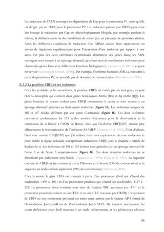 36
La traduction de l’ARN messager est dépendante de Cap pour le promoteur P1, alors qu’elle
est dirigée par un IRES pour le promoteur P2. La traduction passant par l’IRES peut avoir
lieu lorsque la traduction par Cap est physiologiquement bloquée, par exemple pendant la
mitose, la différenciation ou des conditions de stress (p.e. en présence de protéases virales).
Ainsi, les différentes conditions de traduction d’un ARNm codant Runx représentent un
niveau de régulation supplémentaire pour l’expression d’une isoforme par rapport à une
autre. En plus des deux extrémités N-terminales alternatives des gènes Runx, les ARN
messagers sont soumis à un épissage alternatif, générant ainsi de nombreuses isoformes pour
chacun des gènes Runx avec différentes fonctions biologiques ((Levanon et al, 2001b) et pour
revue voir (Levanon & Groner, 2004)). Par exemple, l’isoforme humaine AML1a, transcrite à
partir du promoteur P2, ne possède pas de domaine de transactivation (Miyoshi et al, 1995).
II.2.2 La protéine CBFβ et ses isoformes
Chez les vertébrés et les invertébrés, la protéine CBFβ est codée par un seul gène, excepté
chez la drosophile qui contient deux gènes homologues Brother (Bro) et Big brother (Bgb). Les
gènes humains et murins codant pour CBFβ contiennent 6 exons et sont soumis à un
épissage alternatif générant au final quatre isoformes (figure 16). Les isoformes longues de
182 et 187 résidus diffèrent par leur partie C-terminale (figure 16). Ces deux isoformes
conservent parfaitement les 135 acides aminés nécessaires pour la dimérisation et la
stimulation de la liaison à l’ADN de Runx1, bien que l’isoforme CBFβ(187) stimule plus
efficacement la transactivation de l’enhancer S3-3MLV (Zaiman et al, 1995). C’est d’ailleurs
l’isoforme murine CBFβ(187) que j’ai utilisée dans mes expériences de co-transfection et
pour établir la lignée cellulaire surexprimant stablement CBFβ (voir le chapitre « Article de
Recherche »). Les isoformes de 148 et 155 résidus sont générées par un épissage alternatif de
l’exon 3 et de l’exon 5 respectivement (figure 16). Ces deux dernières isoformes ne se
dimérisent pas stablement avec Runx1 (Ogawa et al, 1993a; Wang et al, 1993). La séquence
codante de CBFβ est très conservée entre l’Homme et la Souris (93% de conservation) et la
séquence en acides aminés également (99% de conservation) (Adya et al, 2000).
Chez la souris, le gène CBFb est transcrit à partir d’un promoteur distal qui s’étend des
nucléotides -1496 à -1061 et d’un promoteur proximal qui s’étend des nucléotides -1127 à -
251. Le promoteur distal contient trois sites de fixation TRE reconnus par AP-1 et le
promoteur proximal contient un site TRE et un site CRE (reconnu par CREB). L’expression
de CBFb via son promoteur proximal est entre autre activée par le facteur AP-1 formé de
l’homodimère JunB-JunB ou de l’hétérodimère JunB-ATF2. De manière intéressante, les
souris déficientes pour JunB meurent à un stade embryonnaire et les phénotypes obtenus
 