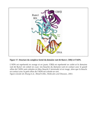 Figure 17. Structure du complexe formé du domaine runt de Runx1, CBFβ et l’ADN.
L’ADN est représenté en orange et en jaune. CBFβ est représenté en violet et le domaine
runt de Runx1 est coloré en cyan. Les boucles du domaine runt en contact avec le grand
sillon de l’ADN sont colorées en bleu (boucle C-terminale) et en rouge, alors que la boucle
en contact avec le petit sillon de l’ADN est colorée en vert.
Figure extraite de Zhang et al., Blood Celles, Molecules and Diseases, 2003.
 