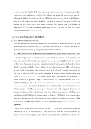 37
pour les souris dont le gène JunB a été inactivé montre un phénotype étonnamment similaire
à celui des souris déficientes en CBFb. Par ailleurs, une étude du transcriptome dans les
cellules endothéliales de souris a révélé que CBFb était bien un gène cible de JunB. D’ailleurs
dans la moelle osseuse de souris déficientes en JunB, le niveau d’expression de CBFb est
diminué de 60% par rapport aux souris contrôles. Ceci montre que la régulation de
l’expression de CBFb est hautement dépendante de AP-1, en tout cas dans les cellules
endothéliales murines (Licht et al, 2006).
II.3 Relation Structure/ Fonction
II.3.1 La sous-unité protéique Runx1
Plusieurs domaines de la protéine Runx1 ont été conservés à travers l’évolution. On peut
notamment citer le domaine runt, les domaines d’autoinhibition, le domaine VWRPY, les
domaines de transactivation et la séquence de localisation nucléaire.
II.3.1.1 Le domaine runt de Runx1 : hétérodimérisation avec CBFβ et liaison à l’ADN
La famille de protéines à domaine runt est une famille de facteurs de transcription très
conservés, incluant Runt et Lozenge exprimés chez la drosophile, SpRunt chez les oursins,
Cs-Runt chez l’araignée (Cupiennius salei), Xam1 chez le xénope, Runx1, Runx2 et Runx3
chez les mammifères, RNT-1 (Caenorhabditis elegans). Le domaine runt (RD) est la signature
de cette famille de protéines. C’est un motif conservé de 128 acides aminés, responsable à la
fois pour la liaison à l’ADN de manière spécifique de séquence et de la dimérisation avec
CBFβ (Kagoshima et al, 1993). Le domaine runt de Runx1 interagit avec une région de 135
acides aminés de la protéine CBFβ. La stœchiométrie du complexe [Runx-CBFβ-ADN]
prédite et vérifiée est de 1:1:1. (Bravo et al, 2001; Ogawa et al, 1993a; Tang et al, 2000a;
Zhang et al, 2003). Des études de fixation de la protéine Runx1 montrent qu’elle a une
affinité réduite à l’ADN, par rapport au domaine runt seul, suggérant l’existence de
domaine(s) inhibiteur(s) hors du domaine runt. Cette inhibition de fixation à l’ADN est levée
par la liaison de CBFβ à Runx1, stimulant ainsi sa fixation à l’ADN d’au moins quarante fois.
Au sein du domaine runt, les régions respectivement impliquées dans l’interaction avec CBFβ
et la fixation à l’ADN sont distinctes et ne se chevauchent pas (Nagata & Werner, 2001)
(figure 17).
Comme il sera mentionné dans la section « II.3.1.2 Les domaines d’autoinhibition (NRHn,
NRDBn et NRHc », la dimérisation de CBFβ avec Runx1 peut être induite et stimulée par
d’autres facteurs de transcription, tel que Ets-1. Cependant, Runx1/CBFβ a un rôle dans des
 