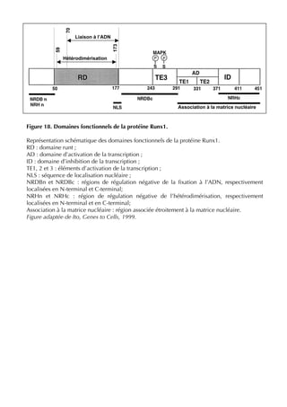 Figure 18. Domaines fonctionnels de la protéine Runx1.
Représentation schématique des domaines fonctionnels de la protéine Runx1.
RD : domaine runt ;
AD : domaine d’activation de la transcription ;
ID : domaine d’inhibition de la transcription ;
TE1, 2 et 3 : éléments d’activation de la transcription ;
NLS : séquence de localisation nucléaire ;
NRDBn et NRDBc : régions de régulation négative de la ﬁxation à l’ADN, respectivement
localisées en N-terminal et C-terminal;
NRHn et NRHc : région de régulation négative de l’hétérodimérisation, respectivement
localisées en N-terminal et en C-terminal;
Association à la matrice nucléaire : région associée étroitement à la matrice nucléaire.
Figure adaptée de Ito, Genes to Cells, 1999.
Association à la matrice nucléaire
59
70
173
Liaison à l’ADN
Hétérodimérisation
 