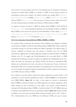 38
tissus où Ets-1 n’est pas exprimé, donc Ets-1 n’est clairement pas le seul facteur à stimuler la
formation du dimère Runx1/CBFβ et sa fixation à l’ADN. Il existe d’autres facteurs de
transcription connus pour coopérer avec Runx1, incluant par exemple Myb (Hernandez-
Munain & Krangel, 1995), C/EBPα (Zhang et al, 1996), MITF (Ogihara et al, 1999) et les
facteurs SMADs (Hanai et al, 1999), bien que pour ces facteurs aucune étude n’ait montré
leur rôle fonctionnel dans la stimulation de la liaison à l’ADN de Runx1/CBFβ.
La séquence consensus de liaison à l’ADN du dimère Runx1/CBFβ est PuT/ACCPuCA
(Kamachi et al, 1990). Pour davantage de précisions sur les propriétés de liaison à l’ADN de
Runx/CBFβ, voir les travaux des groupes de John Bushweller et Nancy Speck (Crute et al,
1996; Huang et al, 1998b; Huang et al, 1999; Tang et al, 2000a; Tang et al, 2000b), Peter
Gergen (Kagoshima et al, 1993) et Yoshiaki Ito (Ogawa et al, 1993b).
II.3.1.2 Les domaines d’autoinhibition (NRHn, NRDBn et NRHc)
Les protéines Runx contiennent des domaines d’auto-inhibition qui masquent le domaine
runt de liaison à l’ADN. En effet, les hétérodimères Runx/CBFβ (CBF) formés à partir des
sous-unités sauvages ont une liaison faible pour l’ADN. Cependant, si les régions amino- et
carboxy- terminales au domaine runt sont enlevées, le domaine runt « nu » lie l’ADN
correctement, suggérant que ces régions adjacentes masquent la surface de liaison à l’ADN du
domaine runt. Il a été suggéré que l’hétérodimérisation des sous-unités Runx1 et CBFβ
pourrait donc être bloquée aussi par ces régions. La régulation de la dimérisation de ses sous-
unités fait partie des mécanismes qui régulent l’activité du facteur de transcription CBF.
Sachant que la dimérisation des deux sous-unités est nécessaire pour former un facteur de
transcription CBF actif, il est proposé que Runx1 soit synthétisé dans une forme native inerte,
au sein de laquelle la régulation négative intramoléculaire de Runx empêche son interaction
avec l’ADN ainsi que sa liaison à CBFβ.
En se référant à la protéine Runx1 humaine, la région comprenant les acides aminés 1 à 49
représente à la fois le domaine d’inhibition de liaison à l’ADN (NRDBn) et de dimérisation
avec CBFβ (NRHn) (figure 18). En effet, si cette région est enlevée, la dimérisation
Runx1/CBFβ et la fixation du dimère sur l’ADN augmentent de manière significative. De la
même manière, du côté C-terminal, une autre région a été montrée comme inhibant la
formation de l’hétérodimère Runx1/CBFβ et s’étend des résidus 372 à 451 (NRHc), bien que
le domaine exact d’inhibition n’est pas été précisément délimité (figure 18). D’autres mutants
de délétion ont montré que la protéine Runx1 humaine tronquée après le 291ème
résidu (1-
291), s’hétérodimérise bien avec CBFβ mais lie faiblement l’ADN, alors que le mutant
 