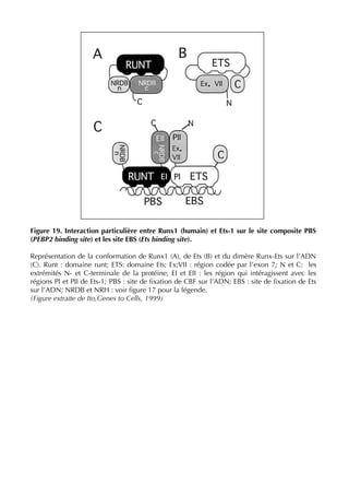 Figure 19. Interaction particulière entre Runx1 (humain) et Ets-1 sur le site composite PBS
(PEBP2 binding site) et les site EBS (Ets binding site).
Représentation de la conformation de Runx1 (A), de Ets (B) et du dimère Runx-Ets sur l’ADN
(C). Runt : domaine runt; ETS: domaine Ets; Ex;VII : région codée par l’exon 7; N et C: les
extrémités N- et C-terminale de la protéine; EI et EII : les région qui intéragissent avec les
régions PI et PII de Ets-1; PBS : site de ﬁxation de CBF sur l’ADN; EBS : site de ﬁxation de Ets
sur l’ADN; NRDB et NRH : voir ﬁgure 17 pour la légende.
(Figure extraite de Ito,Genes to Cells, 1999)
 