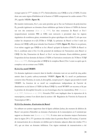 39
tronqué après le 177ème
résidus (1-177) s’hétérodimérise avec CBFβ et se lie à l’ADN. Il existe
donc une autre région d’inhibition de la fixation à l’ADN comprenant les acides aminés 178 à
291, appelée NRDBc (figure 18).
De manière intéressante, Ets-1, une autre protéine qui se fixe sur l’enhancer du polyomavirus
Py, possède également un domaine d’auto-inhibition qui limite la liaison à l’ADN du facteur
sur son site consensus (Kim et al, 1999). Les sites consensus de Runx1 et Ets-1
(respectivement nommés PBS et EBS) sont retrouvés à proximité dans les régions
régulatrices de nombreux gènes, notamment les gènes spécifiques des cellules T, tels que ceux
codant les récepteurs α et β (TCRα et TCRβ). La présence de Runx1 et Ets-1 seuls (en
absence de CBFβ) suffit pour stimuler leur fixation à l’ADN (figure 19). Dans le cas présent,
il est même suggéré que CBFβ ne se lie à Runx1 qu’après la fixation à l’ADN de Runx1 et
Ets-1, conférant ainsi à Ets-1 le rôle potentiel de médiateur de l’interaction entre Runx1 et
CBFβ. En fait, l’interaction de Runx1 et Ets-1 via leur domaine d’auto-inhibition, permet
l’exposition de leur domaine de liaison à l’ADN et l’activation consécutive de TCRα et TCRβ
(Kim et al, 1999). Il n’est pas clair si CBFβ lie le complexe Runx1/Ets-1 avant ou après que le
complexe soit en contact avec l’ADN.
II.3.1.3 Le motif VWRPY
Un domaine également conservé dans la famille à domaine runt est un motif de cinq acides
aminés dans la partie carboxy-terminale: VWRPY (figure 18). Ce motif est parfaitement
conservé chez l’homme, la souris, la drosophile, excepté pour C. elegans qui possède le motif
VWRPF. La fonction de ce motif est complètement indépendante de l’activité de
dimérisation ou de liaison à l’ADN de Runx/CBFβ. Le motif WVRPY est reconnu et lié par
la protéine de drosophile Groucho ou son homologue chez les mammifères, TLE (Aronson
et al, 1997; Nishimura et al, 2004). Groucho/TLE sont impliqués dans la répression de la
transcription, comme il est décrit dans la section « III- Régulation de l’Activité du Facteur de
Transcription CBF ».
II.3.1.4 Le domaine d’activation de Runx1
En utilisant un système rapporteur dans la lignée cellulaire Jurkat, des mutants de délétion de
Runx1 ont permis d’identifier un domaine d’activation de la transcription en C-terminal par
rapport au domaine runt (Kanno et al, 1998). Il existe ainsi un domaine majeur d’activation
dans la région 291 à 371 (positions des résidus dans la protéine Runx1-P2 murine). L’activité
de transactivation de ce domaine est inhibée par le domaine adjacent allant des résidus 371 à
411, qui est donc un domaine inhibiteur. Une région minimale de transactivation a été
 