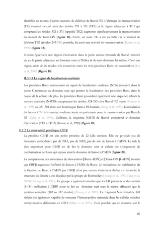 40
identifiée en testant d’autres mutants de délétion de Runx1-P2. L’élément de transactivation
(TE) minimal s’étend ainsi des résidus 291 à 331 (TE1) et la région adjacente à TE1 qui
comprend les résidus 332 à 371 (appelée TE2) augmente significativement la transactivation
du mutant de Runx1-P2 (figure 18). Enfin, un autre TE a été identifié car le mutant de
délétion TE3 (résidus 243-191) possède, lui aussi une activité de transactivation (Kanno et al,
1998) (figure 18).
Il existe également une région d’activation dans la partie amino-terminale de Runx1 mettant
en jeu la partie adjacente au domaine runt et l’hélice α du runt domaine lui-même. C’est une
région acide de 26 résidus très conservée entre les trois protéines Runx de mammifères (Liu
et al, 2006) (figure 18).
II.3.1.5 Le signal de localisation nucléaire
Les protéines Runx contiennent un signal de localisation nucléaire (NLS) conservé dans la
partie C-terminale au domaine runt qui permet la localisation des protéines Runx dans le
noyau de la cellule. De plus, les protéines Runx possèdent également une séquence ciblant la
matrice nucléaire (NMTS) comprenant les résidus 324-353 chez Runx1-P2 murin (Kanno et
al, 1998) ou 351-381 chez son homologue Runx1-P2 humain (Zeng et al, 1997). L’association
du facteur CBF à la matrice nucléaire serait un pré-requis pour la transactivation par Runx1-
P2 (Zeng et al, 1998), d’ailleurs, la séquence NMTS de Runx1 comprend le domaine
d’activation (TE1 et TE2) (Kanno et al, 1998) (figure 18).
II.3.2 La sous-unité protéique CBFβ
La protéine CBFβ est une petite protéine de 22 kDa environ. Elle ne possède pas de
domaines particuliers : pas de NLS, pas de NES, pas de site de liaison à l’ADN. Le rôle le
plus important pour CBFβ est de lier le domaine runt et induire un changement de
conformation de Runx qui expose ainsi le domaine de liaison à l’ADN (figure 20).
La comparaison des constantes de dissociation [Runx-ADN] et [Runx-CBFβ-ADN] montre
que CBFβ augmente l’affinité de liaison à l’ADN de Runx. Le mécanisme de stabilisation de
la fixation de Runx à l’ADN par CBFβ n’est pas encore clairement défini, en revanche la
structure du dimère a été élucidée par le groupe de Bushweller (Huang et al, 1999; Tang et al,
2000a; Zhang et al, 2003). Ce groupe a également montré que les 141 premiers acides aminés
(1-141) suffisaient à CBFβ pour se lier au domaine runt avec la même efficacité que la
protéine complète (182 ou 187 résidus) (Zhang et al, 2003). Ce fragment N-terminal de 141
résidus est également capable de restaurer l’hématopoïèse terminale dans les cellules souches
embryonnaires déficientes en CBFb (Miller et al, 2001). Il est possible que ce domaine soit le
 