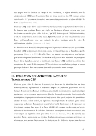 41
seul requis pour la fonction de CBFβ in vivo. Finalement, la région minimale pour la
dimérisation de CBFβ avec le domaine Runt est située au niveau des 135 premiers acides
aminés, et les 117 premiers acides aminés sont nécessaires pour stimuler la liaison à l’ADN de
Runx (Kagoshima et al, 1996).
Bien que CBFβ ait été décrit à de nombreuses reprises comme un partenaire indispensable à
la fonction des protéines Runx, une étude sur l’embryon d’oursin montre que pour
l’activation de certains gènes cibles de Runx, SpCBFβ (homologue de CBFβ chez l’oursin)
n’est pas indispensable. Selon cette étude, SpCBFβ jouerait un rôle fondentamental avec
Runx préférentiellement pour une catégorie de gènes impliqués dans les voies de
différenciation cellulaire (Robertson et al, 2006).
La dimérisation de Runx avec CBFβ ne fait pas qu’augmenter l’affinité de Runx pour l’ADN.
En effet, CBFβ a récemment été montré comme protégeant Runx de sa dégradation par le
protéasome (Huang et al, 2001). En effet, Runx1 est soumis à une dégradation protéolytique
par la voie ubiquitine/protéasome. Ici encore CBFβ joue un rôle important en protégeant
Runx1 de sa dégradation car en se dimérisant avec Runx1, CBFβ stabilise la protéine. Les
données sur les souris déficientes pour CBFb soutiennent ces conclusions, puisque le niveau
protéique de Runx1 dans ces souris est plus faible que dans les souris sauvages.
III. REGULATION DE L’ACTIVITE DU FACTEUR DE
TRANSCRIPTION CBF
Plusieurs gènes cibles des facteurs de transcription Runx ont été identifiés dans les tissus
hématopoïétiques, squelettiques et tumoraux. Depuis les premières publications sur les
facteurs de transcription Runx, le nombre de gènes régulés positivement ou négativement par
ces facteurs est en constante augmentation. Certains de ces gènes ont des fonctions dans la
tumorigenèse, la progression cellulaire ou l’angiogenèse. Bien que la majorité des gènes cibles
étudiés de Runx soient activés, la répression transcriptionnelle de certains gènes cibles
suggère que les facteurs Runx puissent jouer à la fois le rôle d’activateurs et de répresseurs en
fonction du contexte dans lequel ils se fixent à l’ADN. Ce contexte est déterminé par le type
cellulaire et la combinaison de différents facteurs de transcription se fixant aux sites au sein
d’une région de régulation d’un gène cible (Canon & Banerjee, 2003). La capacité des
protéines Runx à agir comme une protéine de charpente dans des complexes activateurs ou
répresseurs, leur permet d’agir comme des intégrateurs des différents signaux des diverses
 