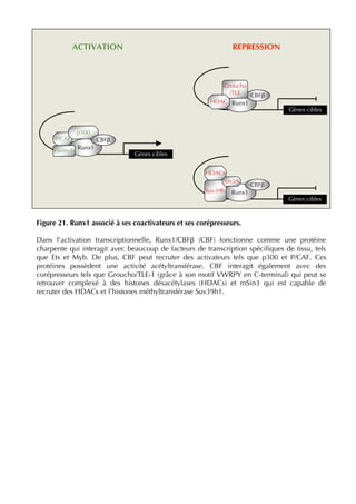 Figure 21. Runx1 associé à ses coactivateurs et ses corépresseurs.
Dans l'activation transcriptionnelle, Runx1/CBFβ (CBF) fonctionne comme une protéine
charpente qui interagit avec beaucoup de facteurs de transcription spéciﬁques de tissu, tels
que Ets et Myb. De plus, CBF peut recruter des activateurs tels que p300 et P/CAF. Ces
protéines possèdent une activité acétyltransférase. CBF interagit également avec des
corépresseurs tels que Groucho/TLE-1 (grâce à son motif VWRPY en C-terminal) qui peut se
retrouver complexé à des histones désacétylases (HDACs) et mSin3 qui est capable de
recruter des HDACs et l’histones méthyltransférase Suv39h1.
Runx1
Ets/myb
P/CAF
Gènes cibles
p300
CBFβ
Gènes cibles
Runx1
CBFβ
Groucho
/TLE
HDAC
Gènes cibles
Runx1
CBFβ
Suv39h
Sin3A
HDACs
ACTIVATION REPRESSION
 
