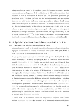 42
voies de signalisation, rendant les facteurs Runx comme des interrupteurs réglables pour les
processus clés du développement, de la prolifération et la différenciation cellulaire. C’est
finalement le code de combinaison de facteurs liés à des promoteurs particuliers qui
détermine le profil d’expression d’un gène. À ce jour, les mécanismes d’action des protéines
Runx sont très variés et sont focalisés sur certains gènes cibles spécifiques, dont la nature
reflète l’intérêt d’un groupe de recherche en particulier. Ceci rend particulièrement difficile de
tirer des conclusions générales sur les différents mécanismes reportés. Ici, je ne vais pas
présenter les gènes positivement ou négativement régulés par Runx1, car un même gène va
être réprimé ou activé par Runx1 selon le contexte cellulaire dans lequel il est étudié (c’est par
exemple le cas du gène p21WAF1/CIP1
). En lieu, je présente ici quelques interacteurs connus de
Runx1 ou de protéines modifiant directement Runx1 pour moduler son activité (figure 21).
III.1 Régulation positive de l’activité de transactivation de Runx1
III.2.1 Phosphorylation, acétylation et méthylation de Runx1
Les mécanismes par lesquels les facteurs de transcription Runx activent l’expression génique
impliquent le recrutement de protéines coactivatrices telles que les HATs p300, MOZ, la
kinase HIPK ou encore l’arginine méthyltransférase PRMT1.
Un des premiers co-activateurs de Runx1 identifié est la protéine HAT p300. Dans les
cellules myéloïdes L-G, au niveau endogène p300, CBP et Runx1 sont immunoprécipités
ensemble (Kitabayashi et al, 1998). De plus, une autre étude précise que p300 acétyle deux
résidus lysine très conservés, en positions 24 et 43 de Runx1 (forme humaine) situés dans la
partie N-terminale adjacente au domaine runt (Yamaguchi et al, 2004). L’acétylation de
Runx1 augmente sa fixation sur sa séquence d’ADN spécifique et stimule l’activation de la
transcription. Les auteurs proposent que l’acétylation des deux lysines 24 et 43 situées dans le
NRDBn (Negative Regulatory region for DNA Binding N-terminal to the runt domain) pouvait induire
un changement de conformation du NRCBn qui dévoilerait le domaine de liaison à l’ADN du
domaine runt. Alternativement, cette acétylation pourrait avoir un effet sur les interactions
protéine-protéine, permettant à Runx1 de recruter d’autres coactivateurs (Yamaguchi et al,
2004). Une autre acétyltransférase, la protéine MOZ, interagit aussi avec Runx1 et stimule son
activité. De manière surprenante, le domaine acétyltransférase de MOZ n’est pas
indispensable pour l’interaction avec Runx1 et l’acétylation de Runx1 par MOZ a seulement
été observée in vitro (Kitabayashi et al, 2001).
La kinase HIPK2 a été identifiée comme un composant du complexe Runx1 (forme
humaine) (Kitabayashi et al, 2001). Les protéines HIPKs (homeodomain-interacting protein kinases)
 