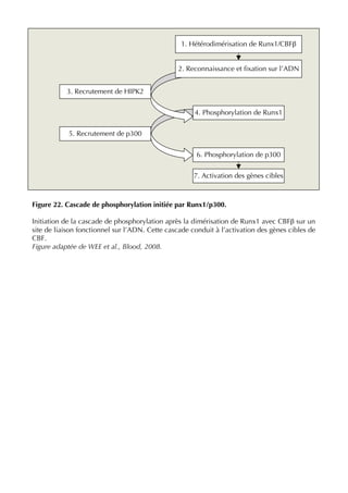 Figure 22. Cascade de phosphorylation initiée par Runx1/p300.
Initiation de la cascade de phosphorylation après la dimérisation de Runx1 avec CBFβ sur un
site de liaison fonctionnel sur l’ADN. Cette cascade conduit à l’activation des gènes cibles de
CBF.
Figure adaptée de WEE et al., Blood, 2008.
5. Recrutement de p300
1. Hétérodimérisation de Runx1/CBFβ
6. Phosphorylation de p300
7. Activation des gènes cibles
3. Recrutement de HIPK2
4. Phosphorylation de Runx1
2. Reconnaissance et ﬁxation sur l’ADN
 