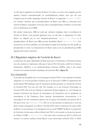 44
un rôle dans la régulation de l’activité de Runx1. En effet, si ces sites sont remplacés par des
alanines, l’activité transcriptionnelle est considérablement réduite, alors que s’ils sont
remplacés par des acides aspartiques l’activité de Runx1 est augmentée (Zhang et al, 2004).
Ces données montrent que la phosphorylation de Runx1 par ERK est nécessaire pour
l’activité de Runx1. Cependant, il n’est pas clair si la phosphorylation de Runx1 est nécessaire
pour sa dimérisation avec CBFβ.
De manière intéressante, ERK ne serait pas seulement impliquée dans la modulation de
l’activité de Runx1, mais pourrait également jouer un rôle dans sa dégradation. En effet,
Runx1 est dégradé par la voie ubiquitine-protéasome (Huang et al, 2001), et la
phosphorylation de Runx1 par ERK pourrait déstabiliser Runx1 (Imai et al, 2004). Ceci
pourrait être un moyen d’induire un renouvellement rapide de la protéine une fois qu’elle est
phosphorylée et active. La transactivation de Runx1 après avoir été phosphorylé par ERK
apparaît ainsi comme transitoire.
III.2 Régulation négative de l’activité de Runx1
La répression des gènes dépendante de Runx passe par le recrutement et l’interaction directe
avec des protéines co-répresseurs telles que le facteur TLE1/Groucho, mSin3A, les histones
désacétylases (HDACs) et les méthyltransférases d’histone (HMTs), grâce à des motifs
conservés sur certains domaines spécifiques de la protéine Runx (figure 21).
III.2.1 Groucho/TLE
La protéine de drosophile Gro et ses homologues humains TLE1-4 sont exprimés de manière
ubiquitaire. Ce sont des protéines nucléaires qui ne se fixent pas à l’ADN et comprennent des
motifs répétés WD impliqués dans les interactions protéine-protéine. Le mécanisme d’action
de Groucho/TLE n’est pas très clair. Par exemple, en ce qui concerne l’homologue de
Groucho/TLE chez la levure (Tup1p) le mécanisme d’action rapporté est : (i) le blocage du
domaine d’activation des facteurs de transcription, (ii) l’interaction avec la machinerie de
transcription et (iii) l’induction d’une structure chromatinienne non-permissive à la
transcription avec des interactions directes avec les queues N-terminales des histones H3 et
H4 (pour revue voir (Parkhurst, 1998)). TLE est un des premiers co-répresseurs à avoir été
décrit comme interagissant avec Runx1. Groucho/TLE induit la répression des gènes cibles
de Runx1 en reconnaissant et en interagissant avec le motif VWRPY de Runx1. La répression
de l’activation de deux gènes cibles de Runx1 par TLE1, a été montrée au niveau des enhancers
de TCRα et TCRβ (Levanon et al, 1998). Une autre étude a montré que TLE1 et TLE2 sont
associés à la matrice nucléaire comme Runx1 et par microscopie confocale TLE1 et TLE2
 