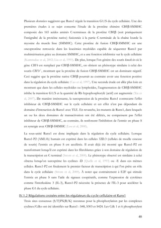 48
Plusieurs données suggèrent que Runx1 régule la transition G1/S du cycle cellulaire. Une des
premières études à ce sujet concerne l’étude de la protéine chimère CBFβ-SMMHC
composée des 165 acides aminés C-terminaux de la protéine CBFβ (soit pratiquement
l’intégralité de la protéine native) fusionnée à la partie C-terminale de la chaîne lourde la
myosine du muscle lisse (SMMHC). Cette protéine de fusion CBFβ-SMMHC est une
oncoprotéine retrouvée dans les leucémies myeloïdes capable de séquestrer Runx1 par
multimérisation grâce au domaine SMMHC, et a une fonction inhibitrice sur le cycle cellulaire
(Kummalue et al, 2002; Liu et al, 1993). De plus, lorsque l’on génère des souris knock-in où le
gène CBFb est remplacé par CBFβ-SMMHC, on obtient un phénotype similaire à celui des
souris CBFb-/-
, montrant que la protéine de fusion CBFβ-SMMHC est un dominant négatif.
Ceci suggère que la protéine native CBFβ pourrait au contraire avoir une fonction positive
dans la régulation du cycle cellulaire (Cao et al, 1997). Une seconde étude est allée plus loin en
montrant que dans les cellules myéloïdes ou lymphoïdes, l’augmentation de CBFβ-SMMHC
inhibe la transition G1/S et la quantité de Rb hypophosphorylé (actif) est augmentée (Xia et
al, 2007). De manière intéressante, la surexpression de la protéine Runx1 contrecarre l’effet
inhibiteur de CBFβ-SMMHC sur le cycle cellulaire et cet effet n’est pas dépendant du
domaine d’interaction de Runx1 avec TLE. En revanche, les mutants de Runx1, dans lesquels
un ou les deux domaines de transactivation ont été délétés, ne compensent pas l’effet
inhibiteur de CBFβ-SMMHC, au contraire, ils renforcent l’inhibition de l’entrée en phase S
en synergie avec CBFβ-SMMHC (Lou et al, 2000).
La sous-unité Runx1 est donc impliquée dans la régulation du cycle cellulaire. Lorsque
Runx1-P2 (AML1b) humain est exprimé dans les cellules 32D.3 (cellules de moelle osseuse
de souris) l’entrée en phase S est accélérée. Il avait déjà été montré que Runx1-P2 est
transformant lorsqu’il est exprimé dans les fibroblastes grâce à son domaine de régulation de
la transcription en C-terminal (Strom et al, 2000). Le phénotype observé est similaire à celui
obtenu lorsqu’on surexprime les cyclines -D (Quelle et al, 1993) ou -E dans ces mêmes
cellules. Runx1-P2 est finalement le premier facteur de transcription à qui l’on prête un rôle
dans le cycle cellulaire (Strom et al, 2000). À noter que contrairement à E2F qui stimule
l’entrée en phase S sans l’aide de signaux coopératifs, comme l’expression de cytokines
comme l’interleukine 3 (IL-3), Runx1-P2 nécessite la présence de l’IL-3 pour accélérer la
phase G1 du cycle cellulaire.
IV.1.2 Régulations croisées entre les régulateurs du cycle cellulaire et Runx1
Trois sites consensus (S/T)PX(R/K) reconnus pour la phosphorylation par les complexes
cyclines/Cdks ont été identifiés sur Runx1 : S48, S303 et S424. Les Cdk 1 et 6 phosphorylent
 