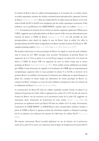49
les résidus de Runx1 dans les cellules hématopoïétiques et la mutation de ces résidus sérines
en acides aspartiques (mimant des résidus constitutivement phosphorylés) augmente l’activité
de Runx1 (Zhang et al, 2008). Dans les cellules Ba/F3, le triple mutant de Runx1 où les trois
sérines Ser48, Ser303 et Ser424 sont remplacées par des acides aspartiques contrecarre l’effet
inhibiteur sur la prolifération de CBFβ/SMMHC exprimé dans ces cellules (Zhang et al,
2008). Etonnament, la mutation de ces sérines en alanines augmente également l’affinité pour
l’ADN, suggérant que la phosphorylation de Runx1 par les Cdks n’est pas déterminante pour
l’activité de liaison à l’ADN de Runx1 (Zhang et al, 2008). Un rôle possible de cette
phosphorylation serait plutôt de réguler le taux de Runx1 dans la cellule. En effet, la
phosphorylation de S303 induit la dégradation de Runx1 pendant la phase G2/M par le APC
(anaphase promoting complex) (Biggs et al, 2006; Biggs et al, 2005; Wang et al, 2007).
De manière intéressante, le niveau protéique de Runx1 est régulé au cours du cycle cellulaire,
mais le niveau de son ARN messager reste constant. Notamment, la protéine Runx1 est
augmentée de 2 à 4 fois en phase S et en G2/M par rapport à la phase G1 et le niveau de
liaison à l’ADN du facteur CBF est augmenté lui aussi en même temps que le niveau
protéique de Runx1 (Bernardin-Fried et al, 2004). Pour vérifier si cette stabilisation est induite
par CBFβ, il serait intéressant de regarder si la localisation de CBFβ (qui est majoritairement
cytoplasmique) augmente dans le noyau pendant les phases S et G2/M, au moment où la
protéine Runx1 est stabilisée. Inversement, le traitement des cellules par un agent bloquant en
phase G1, entraîne en même temps une diminution du niveau protéique de Runx1. La
variation de Runx1 endogène au cours du cycle cellulaire correspond en fait à la variation de
la stabilisation de Runx1 (Bernardin-Fried et al, 2004).
La surexpression de Runx1-P2 dans les cellules myéloïdes accélère l’entrée en phase S en
induisant l’expression de Cdk2, Cdk4 et également des cyclines D1 et D2. En fait, des sites de
fixation de Runx1 ont été retrouvés sur le promoteur murin de la cycline D2, suggérant un
mécanisme direct d’activation de l’expression de cette cycline (Strom et al, 2000). Ce
promoteur est également activé par Runx1-P2 dans les cellules Cos7 de singe. Inversement,
l’expression de CBFβ-SMMHC ou KRAB-Runx1, deux oncoprotéines chimères formées à
partir de CBFβ ou Runx1 et agissant comme des dominants négatifs, et bloquent le passage
G1/S en induisant une réduction du transcrit de Cdk4 dans les cellules Ba/F3 (Lou et al,
2000).
De manière intéressante, Runx1 possède également un site de fixation sur le promoteur
murin de la cycline D3 et active son expression dans la lignée de lymphocytes B murins Ba/F3
 