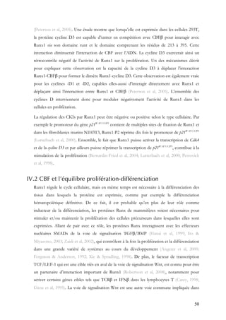 50
(Peterson et al, 2005). Une étude montre que lorsqu’elle est exprimée dans les cellules 293T,
la protéine cycline D3 est capable d’entrer en compétition avec CBFβ pour interagir avec
Runx1 via son domaine runt et le domaine comprenant les résidus de 213 à 395. Cette
interaction diminuerait l’interaction de CBF avec l’ADN. La cycline D3 exercerait ainsi un
rétrocontrôle négatif de l’activité de Runx1 sur la prolifération. Un des mécanismes décrit
pour expliquer cette observation est la capacité de la cycline D3 à déplacer l’interaction
Runx1-CBFβ pour former le dimère Runx1-cycline D3. Cette observation est également vraie
pour les cyclines -D1 et -D2, capables elles-aussi d’interagir directement avec Runx1 et
déplaçant ainsi l’interaction entre Runx1 et CBFβ (Peterson et al, 2005). L’ensemble des
cyclines D interviennent donc pour moduler négativement l’activité de Runx1 dans les
cellules en prolifération.
La régulation des CKIs par Runx1 peut être négative ou positive selon le type cellulaire. Par
exemple le promoteur du gène p21WAF1/CIP1
contient de multiples sites de fixation de Runx1 et
dans les fibroblastes murins NIH3T3, Runx1-P2 réprime dix fois le promoteur de p21WAF1/CIP1
(Lutterbach et al, 2000). Ensemble, le fait que Runx1 puisse activer la transcription de Cdk4
et de la cycline D3 et par ailleurs puisse réprimer la transcription de p21WAF1/CIP1
, contribue à la
stimulation de la prolifération (Bernardin-Fried et al, 2004; Lutterbach et al, 2000; Petrovick
et al, 1998).
IV.2 CBF et l’équilibre prolifération-différenciation
Runx1 régule le cycle cellulaire, mais en même temps est nécessaire à la différenciation des
tissus dans lesquels la protéine est exprimée, comme par exemple la différenciation
hématopoïétique définitive. De ce fait, il est probable qu’en plus de leur rôle comme
inducteur de la différenciation, les protéines Runx de mammifères soient nécessaires pour
stimuler et/ou maintenir la prolifération des cellules précurseurs dans lesquelles elles sont
exprimées. Allant de pair avec ce rôle, les protéines Runx interagissent avec les effecteurs
nucléaires SMADs de la voie de signalisation TGFβ/BMP (Hanai et al, 1999; Ito &
Miyazono, 2003; Zaidi et al, 2002), qui contrôlent à la fois la prolifération et la différenciation
dans une grande variété de systèmes au cours du développement (Angerer et al, 2000;
Ferguson & Anderson, 1992; Xie & Spradling, 1998). De plus, le facteur de transcription
TCF/LEF-1 qui est une cible très en aval de la voie de signalisation Wnt, est connu pour être
un partenaire d’interaction important de Runx1 (Robertson et al, 2008), notamment pour
activer certains gènes cibles tels que TCRβ et IFNβ dans les lymphocytes T (Carey, 1998;
Giese et al, 1995). La voie de signalisation Wnt est une autre voie commune impliquée dans
 