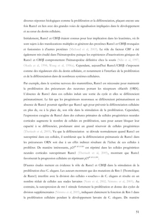 51
diverses réponses biologiques comme la prolifération et la différenciation, plaçant encore une
fois Runx1 en lien avec des grandes voies de signalisation impliquées dans le développement
et au cœur du destin cellulaire.
Initialement, Runx1 et CBFβ étaient connus pour leur implication dans les leucémies, où ils
sont sujets à des translocations multiples et génèrent des protéines Runx1 et CBFβ tronquées
et fusionnées à d’autres protéines (Michaud et al, 2003). Le rôle du facteur CBF a été
également très étudié dans l’hématopoïèse puisque les expériences d’inactivations géniques de
Runx1 et CBFβ compromettent l’hématopoïèse définitive chez la souris (Niki et al, 1997;
Okada et al, 1998; Wang et al, 1996a). Cependant, aujourd’hui Runx1/CBFβ s’imposent
comme des régulateurs clés du destin cellulaire, et notamment à l’interface de la prolifération
et de la différenciation dans de nombreux systèmes cellulaires.
Par exemple, dans le système nerveux des mammifères, Runx1 est nécessaire pour maintenir
la prolifération des précurseurs des neurones portant les récepteurs olfactifs (ORN).
L’absence de Runx1 dans ces cellules induit une sortie du cycle et elles se différencient
prématurément. Le fait que les progéniteurs neuronaux se différencient prématurément en
absence de Runx1 pourrait signifier que Runx1 agit pour prévenir la différenciation cellulaire
en plus de, ou à la place de, son rôle dans la stimulation de la prolifération. Cependant,
l’expression exogène de Runx1 dans des cultures primaires de cellules progénitrices neurales
corticales augmente le nombre de cellules en prolifération, sans pour autant bloquer leur
capacité à se différencier, produisant ainsi un grand réservoir de cellules progénitrices
(Theriault et al, 2005). Vu que la différenciation se déroule normalement quand Runx1 est
surexprimé dans ces cellules, il semblerait que la différenciation prématurée de Runx1 dans
les précurseurs ORN soit due à un effet indirect résultant de l’échec de ces cellules à
proliférer. De manière intéressante, p21WAF1/CIP1
est réprimé dans les cellules progénitrices
neurales corticales surexprimant Runx1 (Theriault et al, 2005), montrant que Runx1
favoriserait la progression cellulaire en réprimant p21WAF1/CIP1
.
D’autres études mettent en évidence le rôle de Runx1 et CBFβ dans la stimulation de la
prolifération chez C. elegans. Les auteurs montrent que des mutations de Rnt-1 (l’homologue
de Runx1) interfère avec la division des cellules « souches » de C. elegans et résulte en un
nombre réduit de cellules aux stades larvaires (Nam et al, 2002; Nimmo et al, 2005). Au
contraire, la surexpression de rnt-1 stimule fortement la prolifération et donne des cycles de
division supplémentaires (Nimmo et al, 2005), indiquant clairement la fonction de Rnt-1 dans
la prolifération cellulaire pendant le développement larvaire de C. elegans. De manière
 