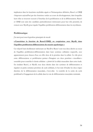 54
implication dans les leucémies myéloïdes aiguës et l’hématopoïese définitive, Runx1 et CBFβ
s’imposent aujourd’hui par des fonctions variées au cours du développement, dans lesquelles
leurs rôles se trouvent souvent à l’interface de la prolifération et de la différenciation. Runx1
et CBFβ sont ainsi des candidats particulièrement intéressants pour leur rôle potentiel, de
concert avec MyoD, pour réguler l’équilibre prolifération-différenciation dans les myoblastes.
Problématique
J’ai ainsi posé mon hypothèse principale de travail:
« Caractériser la fonction de Runx1/CBFβ, en coopération avec MyoD, dans
l’équilibre prolifération-différenciation du muscle squelettique »
Cet objectif était doublement intéressant car MyoD et Runx1 sont tous deux décrits au coeur
de l’équilibre prolifération-différenciation dans leurs systèmes cellulaires respectifs, avec
apparemment pour chacun d’eux un effet dose de la protéine dans la cellule. Ce rôle pivot
entre différenciation et prolifération permet d’imaginer ces deux protéines « travaillant »
ensemble pour contrôler le destin cellulaire- a fortiori de la cellule musculaire dans cette étude.
En étudiant Runx1, et MyoD, tous deux décrits dans des systèmes de différenciation et
régulant en partie certaines protéines de cycle cellulaire, le but était d’étudier les deux étapes
discrètes de la différenciation musculaire, c’est-à-dire le contrôle de la sortie du cycle
prolifératif et l’engagement de la cellule dans la voie de différenciation musculaire terminale.
 