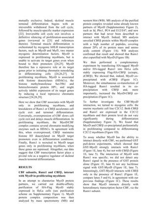 mutually exclusive. Indeed, skeletal muscle
terminal differentiation begins with an
irreversible withdrawal from the cell cycle,
followed by muscle-specific marker expression
[22]. Irreversible cell cycle exit involves a
definitive silencing of proliferation-associated
genes (reviewed in [23] and references
therein). Terminal muscle differentiation is
orchestrated by myogenic bHLH transcription
factors, such as MyoD and Myf5, two master
myogenic determination factors. MyoD is
expressed in proliferating myoblasts, but is
unable to activate its target genes even when
bound to their promoters [24,25]. MyoD
therefore has a repressive role at its target
genes prior to initiating chromatin remodeling
in differentiating cells [24,26,27]. In
proliferating myoblasts, MyoD is associated
with histone deacetylases (HDACs), the
histone methyltransferase Suv39h1 and
heterochromatin protein HP1, and might
actively inhibit expression of its target genes
by inducing a local repressive chromatin
structure [24,28,29].
Here we show that CBF associates with MyoD
only in proliferating myoblasts, and
knockdown of Runx1 or CBFβ accelerates cell
cycle exit and terminal differentiation.
Conversely, overexpression of CBF slows cell
cycle exit and delays muscle differentiation. In
proliferating myoblasts, the MyoD/CBF
complex contains several chromatin modifying
enzymes such as HDACs. In agreement with
this, when overexpressed, CBFβ maintains
histone H3 deacetylated on MyoD target
promoters even in differentiation conditions.
Finally, Runx1 is recruited to MyoD target
genes only in proliferating myoblasts, when
these genes are repressed. Altogether, our data
suggest that CBF transcription factor plays a
pivotal role as a negative regulator of skeletal
muscle terminal differentiation.
RESULTS
CBF subunits, Runx1 and CBFβ, interact
with MyoD in proliferating myoblasts
In an attempt to charaterize MyoD protein
partners, we carried out double-affinity
purification of HA-Flag MyoD stably
expressed in HeLa cells (see purification
scheme on Supplementary Figure 1). MyoD
protein complex composition was then
analyzed by mass spectrometry (MS) and
western blot (WB). MS analysis of the purified
protein complex revealed some already known
partners of MyoD (Supplementary Figure 2),
such as Id, Pbx1, PC4 and E12/E47, and new
partners that had never been described to
interact with MyoD. Indeed, MS analysis
unveiled CBFβ protein within MyoD complex
with a high number of peptides, covering
almost 20% of its protein mass and amino
acids content (Figure 1A). WB analyses
confirmed that result and showed that Runx1
also copurified with MyoD (Figure 1B).
We then performed a complementary
experiment by transfecting HA-tagged MyoD
and/or HA-tagged Runx1 into HeLa cells
stably expressing Flag-HA-CBFβ (ectopic,
eCBFβ). We showed that, indeed, MyoD co-
precipitated with eCBFβ (Figure 1C).
Moreover, the simultaneous co-transfection of
HA-tagged Runx1 resulted in its co-
precipitation with CBFβ and, more
importantly, increased the MyoD-CBFβ co-
precipitation (Figure 1C).
To further investigate the CBF/MyoD
interaction, we turned to myogenic cells: the
murine myolastic cell line C2C12. Both CBFβ
and Runx1 are expressed in the C2C12
myoblasts and their protein level do not vary
significantly during differentiation
(Supplementary Figure 3). We found that
MyoD and CBFβ co-precipitated preferentially
in proliferating compared to differentiating
C2C12 myoblasts (Figure 1D).
To assay whether MyoD has the ability to
interact directly with CBF, we performed GST
pull-down experiments, which showed that
GST-MyoD strongly interacts with Runx1
(Figure 1E, lane 4), but not with CBFβ (Figure
1E, lane 5). The interaction of MyoD with
Runx1 was specific; we did not detect any
Runx1 signal in the presence of GST protein
alone (Figure 1E, lane 8) nor any luciferase
signal with GST-MyoD (Figure 1E, lane 7).
Interestingly, GST-MyoD interacts with CBFβ
only in the presence of Runx1 (Figure 1E,
compare lanes 5 and 6), in agreement with our
previous findings (Figure 1C). These results
show that MyoD interacts directly with
heterodimeric transcription factor CBF, via the
Runx1 subunit.
 