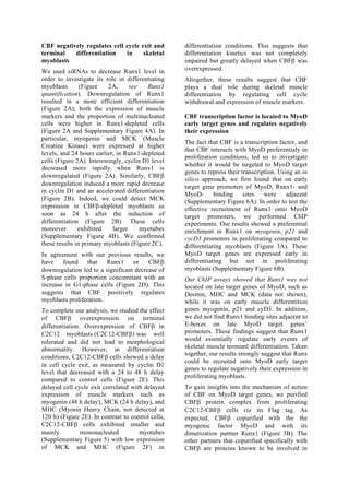 CBF negatively regulates cell cycle exit and
terminal differentiation in skeletal
myoblasts
We used siRNAs to decrease Runx1 level in
order to investigate its role in differentiating
myoblasts (Figure 2A, see Runx1
quantification). Downregulation of Runx1
resulted in a more efficient differentiation
(Figure 2A); both the expression of muscle
markers and the proportion of multinucleated
cells were higher in Runx1-depleted cells
(Figure 2A and Supplementary Figure 4A). In
particular, myogenin and MCK (Muscle
Creatine Kinase) were expressed at higher
levels, and 24 hours earlier, in Runx1-depleted
cells (Figure 2A). Interestingly, cyclin D1 level
decreased more rapidly when Runx1 is
downregulated (Figure 2A). Similarly, CBFβ
downregulation induced a more rapid decrease
in cyclin D1 and an accelerated differentiation
(Figure 2B). Indeed, we could detect MCK
expression in CBFβ-depleted myoblasts as
soon as 24 h after the induction of
differentiation (Figure 2B). These cells
moreover exhibited larger myotubes
(Supplementary Figure 4B). We confirmed
these results in primary myoblasts (Figure 2C).
In agreement with our previous results, we
have found that Runx1 or CBFβ
downregulation led to a significant decrease of
S-phase cells proportion concomitant with an
increase in G1-phase cells (Figure 2D). This
suggests that CBF positively regulates
myoblasts proliferation.
To complete our analysis, we studied the effect
of CBFβ overexpression on terminal
differentiation. Overexpression of CBFβ in
C2C12 myoblasts (C2C12-CBFβ) was well
tolerated and did not lead to morphological
abnormality. However, in differentiation
conditions, C2C12-CBFβ cells showed a delay
in cell cycle exit, as measured by cyclin D1
level that decreased with a 24 to 48 h delay
compared to control cells (Figure 2E). This
delayed cell cycle exit correlated with delayed
expression of muscle markers such as
myogenin (48 h delay), MCK (24 h delay), and
MHC (Myosin Heavy Chain, not detected at
120 h) (Figure 2E). In contrast to control cells,
C2C12-CBFβ cells exhibited smaller and
mainly mononucleated myotubes
(Supplementary Figure 5) with low expression
of MCK and MHC (Figure 2F) in
differentiation conditions. This suggests that
differentiation kinetics was not completely
impaired but greatly delayed when CBFβ was
overexpressed.
Altogether, these results suggest that CBF
plays a dual role during skeletal muscle
differentiation by regulating cell cycle
withdrawal and expression of muscle markers.
CBF transcription factor is located to MyoD
early target genes and regulates negatively
their expression
The fact that CBF is a transcription factor, and
that CBF interacts with MyoD preferentialy in
proliferation conditions, led us to investigate
whether it would be targeted to MyoD target
genes to repress their transcription. Using an in
silico approach, we first found that on early
target gene promoters of MyoD, Runx1- and
MyoD- binding sites were adjacent
(Supplementary Figure 6A). In order to test the
effective recruitment of Runx1 onto MyoD
target promoters, we performed ChIP
experiments. Our results showed a preferential
enrichment in Runx1 on myogenin, p21 and
cycD3 promoters in proliferating compared to
differentiating myoblasts (Figure 3A). These
MyoD target genes are expressed early in
differentiating but not in proliferating
myoblasts (Supplementary Figure 6B).
Our ChIP assays showed that Runx1 was not
located on late target genes of MyoD, such as
Desmin, MHC and MCK (data not shown),
while it was on early muscle differentition
genes myogenin, p21 and cyD3. In addition,
we did not find Runx1 binding sites adjacent to
E-boxes on late MyoD target genes’
promoters. These findings suggest that Runx1
would essentially regulate early events of
skeletal muscle termianl differentiation. Taken
together, our results strongly suggest that Runx
could be recruited onto MyoD early target
genes to regulate negatively their expression in
proliferating myoblasts.
To gain insights into the mechanism of action
of CBF on MyoD target genes, we purified
CBFβ protein complex from proliferating
C2C12-CBFβ cells via its Flag tag. As
expected, CBFβ copurified with the the
myogenic factor MyoD and with its
dimerization partner Runx1 (Figure 3B). The
other partners that copurified specifically with
CBFβ are proteins known to be involved in
 