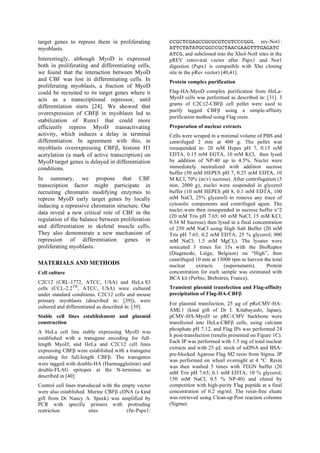target genes to repress them in proliferating
myoblasts.
Interestingly, although MyoD is expressed
both in proliferating and differentiating cells,
we found that the interaction between MyoD
and CBF was lost in differentiating cells. In
proliferating myoblasts, a fraction of MyoD
could be recruited to its target genes where it
acts as a transcriptional repressor, until
differentiation starts [24]. We showed that
overexpression of CBFβ in myoblasts led to
stabilization of Runx1 that could more
efficiently repress MyoD transactivating
activity, which induces a delay in terminal
differentiation. In agreement with this, in
myoblasts overexpressing CBFβ, histone H3
acetylation (a mark of active transcription) on
MyoD target genes is delayed in differentiation
conditions.
In summary, we propose that CBF
transcription factor might participate in
recruiting chromatin modifying enzymes to
repress MyoD early target genes by locally
inducing a repressive chromatin structure. Our
data reveal a new critical role of CBF in the
regulation of the balance between proliferation
and differentiation in skeletal muscle cells.
They also demonstrate a new mechanism of
repression of differentiation genes in
proliferating myoblasts.
MATERIALS AND METHODS
Cell culture
C2C12 (CRL-1772, ATCC, USA) and HeLa S3
cells (CCL-2.2TM
, ATCC, USA) were cultured
under standard conditions. C2C12 cells and mouse
primary myoblasts (described in: [39]), were
cultured and differentiated as described in: [39].
Stable cell lines establishment and plasmid
construction
A HeLa cell line stably expressing MyoD was
established with a transgene encoding for full-
length MyoD; and HeLa and C2C12 cell lines
expressing CBFβ were established with a transgene
encoding for full-length CBFβ. The transgenes
were tagged with double-HA (Haemagglutinin) and
double-FLAG epitopes at the N-terminus as
described in [40].
Control cell lines transduced with the empty vector
were also established. Murine CBFβ cDNA (a kind
gift from Dr Nancy A. Speck) was amplified by
PCR with specific primers with protruding
restriction sites (fw-Pspx1:
CCGCTCGAGCCGCGCGTCGTCCCGGG, rev-Not1:
ATTCTATATGCGGCCGCTAACGAAGTTTGAGATC
ATCG, and subcloned into the XhoI-NotI sites in the
pREV retroviral vector after Pspx1 and Not1
digestion (Pspx1 is compatible with Xho cloning
site in the pRev vector) [40,41].
Protein complex purification
Flag-HA-MyoD complex purification from HeLa-
MyoD cells was performed as described in: [31]. 3
grams of C2C12-CBFβ cell pellet were used to
purify tagged CBFβ using a simple-affinity
purification method using Flag resin.
Preparation of nuclear extracts
Cells were scraped in a minimal volume of PBS and
centrifuged 2 min at 400 g. The pellet was
resuspended in: 20 mM Hepes pH 7, 0.15 mM
EDTA, 0.15 mM EGTA, 10 mM KCl, then lysed
by addition of NP-40 up to 4.5%. Nuclei were
immediately neutralized with addition sucrose
buffer (50 mM HEPES pH 7, 0.25 mM EDTA, 10
M KCl, 70% (m/v) sucrose). After centrifugation (5
min, 2000 g), nuclei were suspended in glycerol
buffer (10 mM HEPES pH 8, 0.1 mM EDTA, 100
mM NaCl, 25% glycerol) to remove any trace of
cytosolic components and centrifuged again. The
nuclei were then resuspended in sucrose buffer n°2
(20 mM Tris pH 7.65; 60 mM NaCl; 15 mM KCl;
0.34 M Sucrose) then lysed in a final concentration
of 250 mM NaCl using High Salt Buffer (20 mM
Tris pH 7.65; 0.2 mM EDTA; 25 % glycerol; 900
mM NaCl; 1.5 mM MgCl2). The lysates were
sonicated 3 times for 15s with the BioRuptor
(Diagenode, Liège, Belgium) on “High”, then
centrifuged 10 min at 13000 rpm to harvest the total
nuclear extracts (supernatants). Protein
concentration for each sample was estimated with
BCA kit (Perbio, Brebières, France).
Transient plasmid transfection and Flag-affinity
precipitation of Flag-HA-CBFβ
For plasmid transfection, 25 µg of pRcCMV-HA-
AML1 (kind gift of Dr I. Kitabayashi, Japan),
pCMV-HA-MyoD or pRC-CMV backbone were
transfected into HeLa-CBFβ cells, using calcium
phosphate pH 7.12, and Flag IPs was performed 24
h post-transfection (results presented on Figure 1C).
Each IP was performed with 1.5 mg of total nuclear
extracts and with 25 µL stock of ssDNA and BSA-
pre-blocked Agarose Flag M2 resin from Sigma. IP
was performed on wheel overnight at 4 °C. Resin
was then washed 5 times with TEGN buffer (20
mM Tris pH 7.65; 0.1 mM EDTA; 10 % glycerol;
150 mM NaCl; 0.5 % NP-40) and eluted by
competition with high-purity Flag peptide at a final
concentration of 0.2 mg/ml. The resin-free eluate
was retrieved using Clean-up Post reaction columns
(Sigma).
 