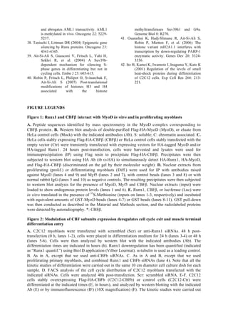 and abrogates AML1 transactivity. AML1
is methylated in vivo. Oncogene 22: 5229-
5237.
38. Taniuchi I, Littman DR (2004) Epigenetic gene
silencing by Runx proteins. Oncogene 23:
4341-4345.
39. Ait-Si-Ali S, Guasconi V, Fritsch L, Yahi H,
Sekhri R, et al. (2004) A Suv39h-
dependent mechanism for silencing S-
phase genes in differentiating but not in
cycling cells. Embo J 23: 605-615.
40. Robin P, Fritsch L, Philipot O, Svinarchuk F,
Ait-Si-Ali S (2007) Post-translational
modifications of histones H3 and H4
associated with the histone
methyltransferases Suv39h1 and G9a.
Genome Biol 8: R270.
41. Ouararhni K, Hadj-Slimane R, Ait-Si-Ali S,
Robin P, Mietton F, et al. (2006) The
histone variant mH2A1.1 interferes with
transcription by down-regulating PARP-1
enzymatic activity. Genes Dev 20: 3324-
3336.
42. Ito H, Kamei K, Iwamoto I, Inaguma Y, Kato K
(2001) Regulation of the levels of small
heat-shock proteins during differentiation
of C2C12 cells. Exp Cell Res 266: 213-
221.
FIGURE LEGENDS
Figure 1: Runx1 and CBFβ interact with MyoD in vitro and in proliferating myoblasts
A. Peptide sequences identified by mass spectrometry in the MyoD complex corresponding to
CBFβ protein. B. Western blot analysis of double-purified Flag-HA-MyoD (MyoD), or eluate from
HeLa control cells (Mock) with the indicated antibodies (Ab). S: soluble; C: chromatin associated. C.
HeLa cells stably expressing Flag-HA-CBFβ (CBFβ) or HeLa control cells stably transfected with the
empty vector (Ctr) were transiently transfected with expressing vectors for HA-tagged MyoD and/or
HA-tagged Runx1. 24 hours post-transfection, cells were harvested and lysates were used for
immunoprecipitation (IP) using Flag resin to precipitate Flag-HA-CBFβ. Precipitates were then
subjected to western blot using HA Ab (ib α-HA) to simultaneously detect HA-Runx1, HA-MyoD,
and Flag-HA-CBFβ (discriminated on the gel by their molecular weight). D. Nuclear extracts from
proliferating (prolif.) or differentiating myoblasts (Diff.) were used for IP with antibodies raised
against MyoD (lanes 4 and 9) and Myf5 (lanes 2 and 7), with control beads (lanes 3 and 8) or with
normal rabbit IgG (lanes 5 and 10) as negative controls. The resulting precipitates were then subjected
to western blot analysis for the presence of MyoD, Myf5 and CBFβ. Nuclear extracts (input) were
loaded to show endogenous protein levels (lanes 1 and 6). E. Runx1, CBFβ, or luciferase (Luc) were
in vitro translated in the presence of 35
S-Methionine (inputs on lanes 1-3, respectively) and incubated
with equivalent amounts of GST-MyoD beads (lanes 4-7) or GST beads (lanes 8-11). GST pull-down
was then conducted as described in the Material and Methods section, and the radiolabeled proteins
were detected by autoradiography. *: CBFβ.
Figure 2: Modulation of CBF subunits expression deregulates cell cycle exit and muscle terminal
differentiation entry
A. C2C12 myoblasts were transfected with scrambled (Scr) or anti-Runx1 siRNAs. 48 h post-
transfection (0 h, lanes 1-2), cells were placed in differentiation medium for 24 h (lanes 3-4) or 48 h
(lanes 5-6). Cells were then analyzed by western blot with the indicated antibodies (Ab). The
differentiation times are indicated in hours (h). Runx1 downregulation has been quantified (indicated
as “Runx1 quantif.”) using Bio1D application (Vilber Lourmat). α-tubulin is used as a loading control.
B. As in A, except that we used anti-CBFb siRNAs. C. As in A and B, except that we used
proliferating primary myoblasts, and combined Runx1 and CBFb siRNAs (lane 4). Note that all the
kinetic studies of differentiation were carried out in the same 10 cm diameter cell culture dish for each
sample. D. FACS analysis of the cell cycle distribution of C2C12 myoblasts transfected with the
indicated siRNAs. Cells were analyzed 48h post-transfection. Scr: scrambled siRNA. E-F. C2C12
cells stably overexpressing Flag-HA-CBFb (C2C12-CBFb) or control cells (C2C12-Ctr) were
differentiated at the indicated times (E, in hours), and analyzed by western blotting with the indicated
Ab (E) or by immunofluorescence (IF) (10X magnification) (F). The kinetic studies were carried out
 