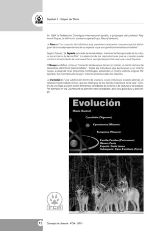 Capítulo 1 - Origen del Perro

En 1984 la Federación Cinológica Internacional aprobó, a propuesta del profesor Raymond Triquet, la definición zootécnica para Grupo, Raza y Variedad.
La Raza es “un conjunto de individuos que presentan caracteres comunes que los distinguen de otros representantes de su especie y que son genéticamente transmisibles”.
Según Triquet, “la Especie procede de la naturaleza, mientras la Raza procede de la cultura, en el marco de la cinofilia”. La selección de los reproductores que se cruzarán puede
conducir al nacimiento de una nueva Raza, pero jamás permite crear una nueva Especie.
El Grupo se define como un “conjunto de razas que tienen en común un cierto número de
caracteres distintivos transmisibles”. Todos los individuos que pertenecen a un mismo
Grupo, a pesar de tener diferentes morfologías, presentan un mismo instinto original. Por
ejemplo, los miembros del Grupo 1 instintivamente cuidan los rebaños.
La Variedad es “una subdivisión dentro de una raza, cuyos individuos poseen además un
carácter transmisible común, que los distingue de los demás individuos de la raza”. Dentro de una Raza pueden existir diferentes variedades de colores o de texturas y de pelajes.
Por ejemplo en los Dachshund se admiten tres variedades: pelo liso, pelo duro y pelo largo.

Evolución
Miacis (Eoceno)
Cynodictis (Oligoceno)
Cynodesmus (Mioceno)
Tomarctus (Plioceno)
Familia Canidae (Pleistoceno)
Género Canis
Especie: Canis Lupus
Subespecie: Canis Familiaris (Perro)

12

Consejo de Jueces - FCA - 2011

 