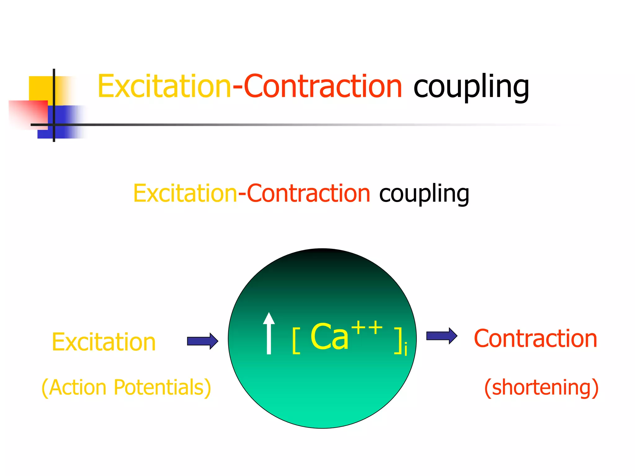 Excitation-Contraction coupling
Excitation Contraction
[ Ca++
]i
(Action Potentials) (shortening)
Excitation-Contraction coupling
 