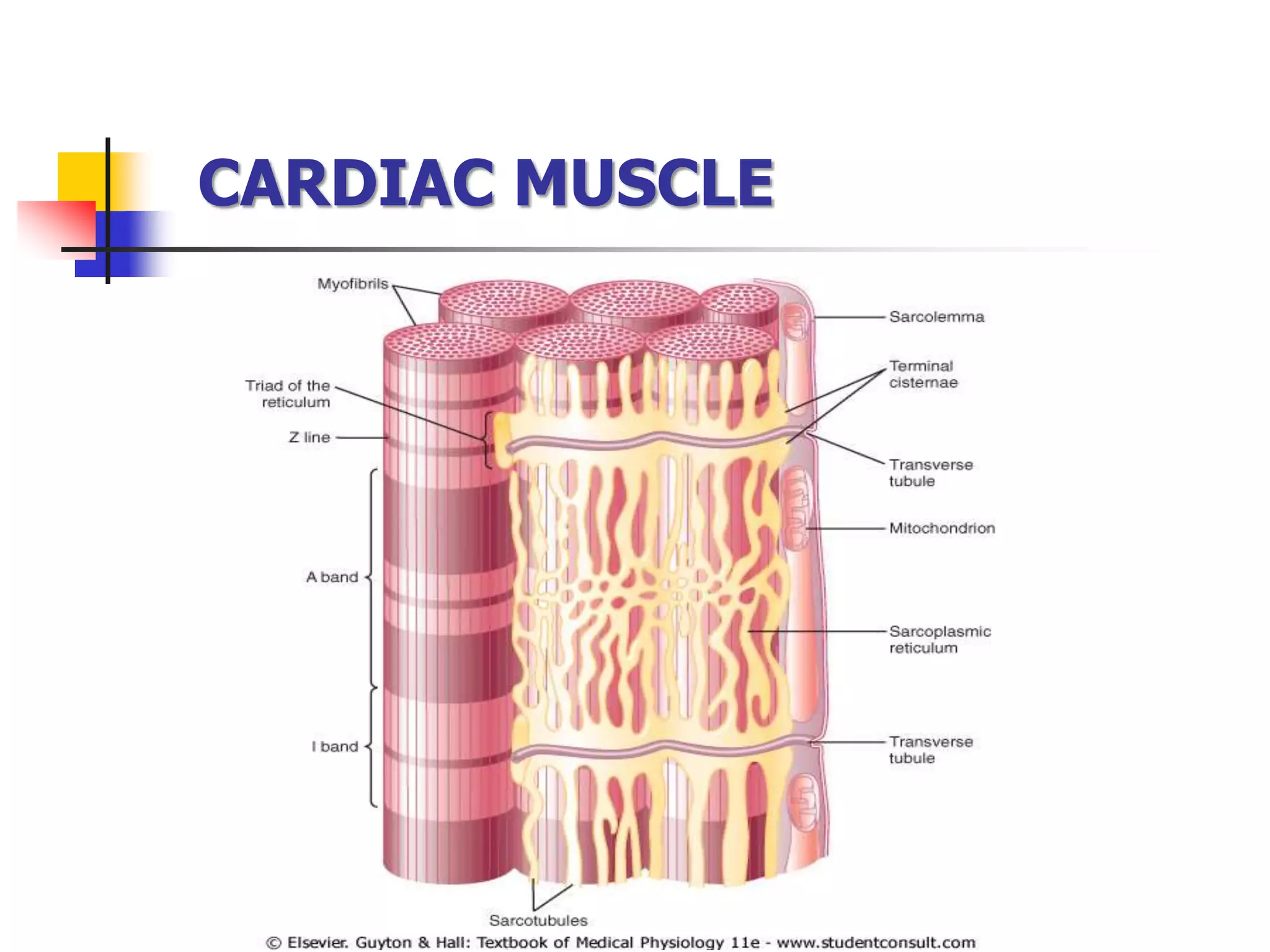 CARDIAC MUSCLE
 