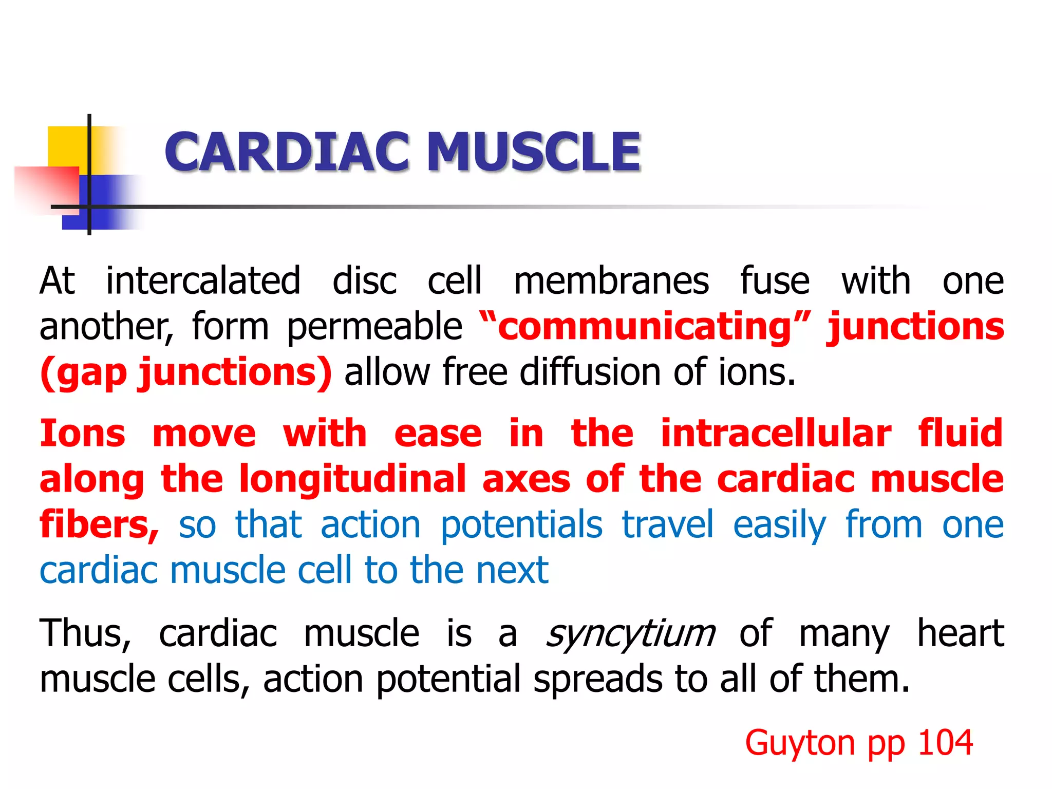 At intercalated disc cell membranes fuse with one
another, form permeable “communicating” junctions
(gap junctions) allow free diffusion of ions.
Ions move with ease in the intracellular fluid
along the longitudinal axes of the cardiac muscle
fibers, so that action potentials travel easily from one
cardiac muscle cell to the next
Thus, cardiac muscle is a syncytium of many heart
muscle cells, action potential spreads to all of them.
CARDIAC MUSCLE
Guyton pp 104
 