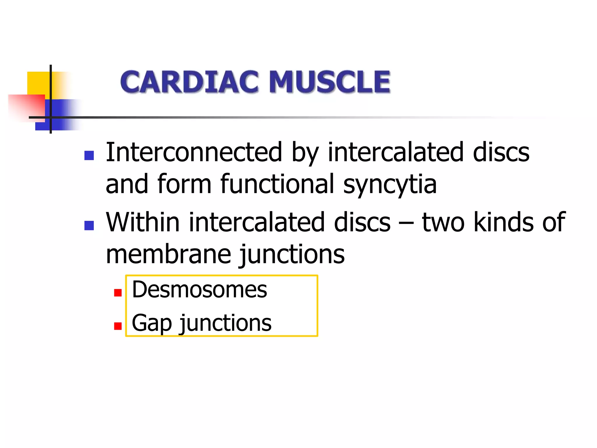  Interconnected by intercalated discs
and form functional syncytia
 Within intercalated discs – two kinds of
membrane junctions
 Desmosomes
 Gap junctions
 
