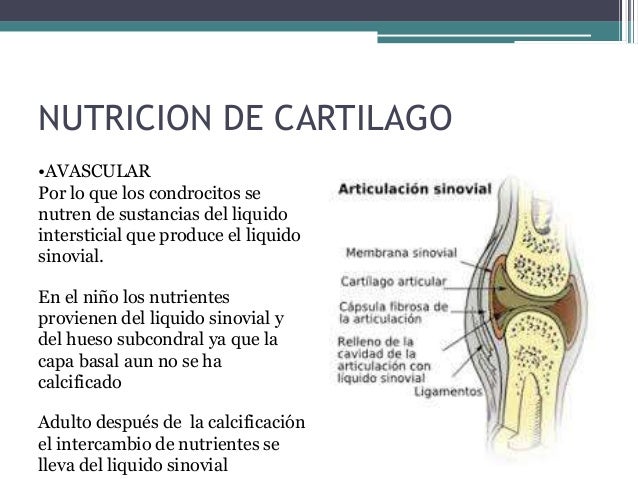 1 cartilago articular