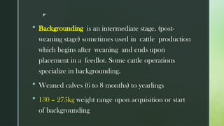 Comprehensive Guide to Philippine Native Cattle Management and ...