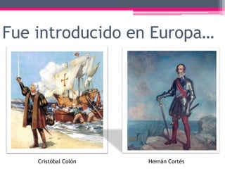 Fue introducido en Europa…
Cristóbal Colón Hernán Cortés
 