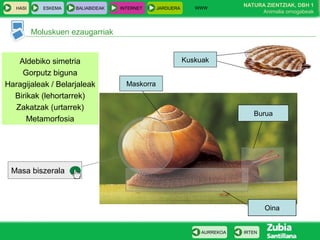 WWW
                                                                            NATURA ZIENTZIAK, DBH 1
   HASI      ESKEMA   BALIABIDEAK   INTERNET     JARDUERA
                                                                                 Animalia ornogabeak


          Moluskuen ezaugarriak


   Aldebiko simetria                                        Kuskuak
    Gorputz biguna
Haragijaleak / Belarjaleak            Maskorra
  Birikak (lehortarrek)
  Zakatzak (urtarrek)
                                                                               Burua
      Metamorfosia




 Masa biszerala



                                                                                    Oina


                                                                 AURREKOA   IRTEN
 