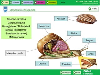 WWW
                                                                                NATURA ZIENTZIAK, DBH 1
  HASI      ESKEMA   BALIABIDEAK   INTERNET     JARDUERA
                                                                                     Animalia ornogabeak


                                                                                                 ATZERA
         Moluskuen ezaugarriak


   Aldebiko simetria                                       Kuskuak
    Gorputz biguna
Haragijaleak / Belarjaleak           Maskorra
  Birikak (lehortarrek)
  Zakatzak (urtarrek)                                                      Birika
      Metamorfosia
                                                                                          Begiak




   Masa biszerala                                                                            Ahoa



                                    Urdaila                    Erradula


                                                                AURREKOA        IRTEN
 